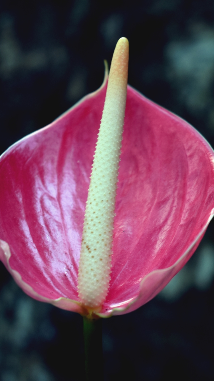 Descarga gratuita de fondo de pantalla para móvil de Naturaleza, Flores, Flor, Flor Rosa, Tierra/naturaleza.