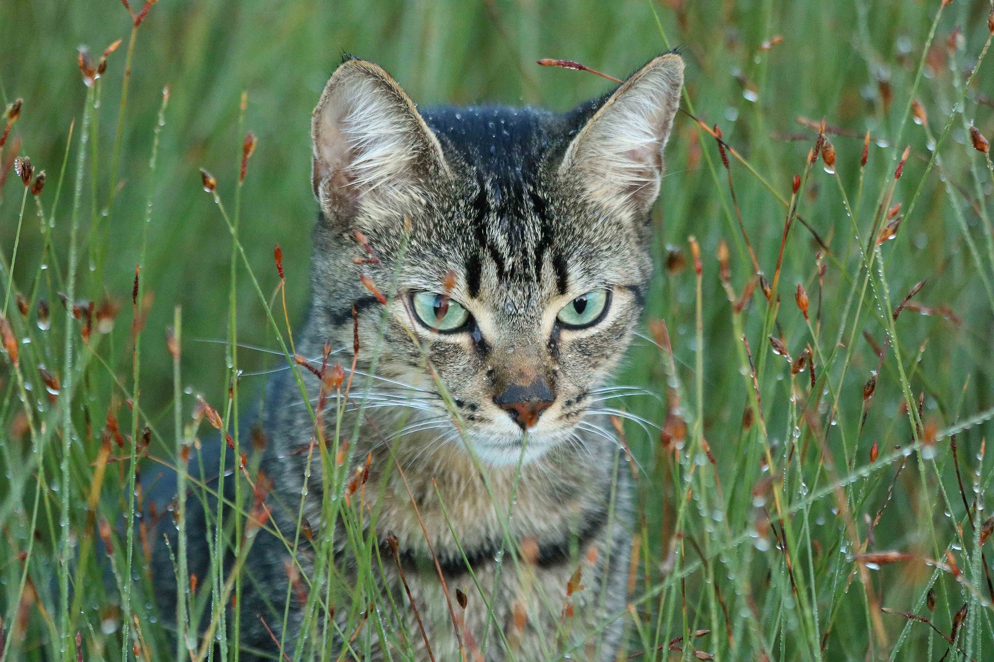 Handy-Wallpaper Katze, Katzen, Tiere kostenlos herunterladen.