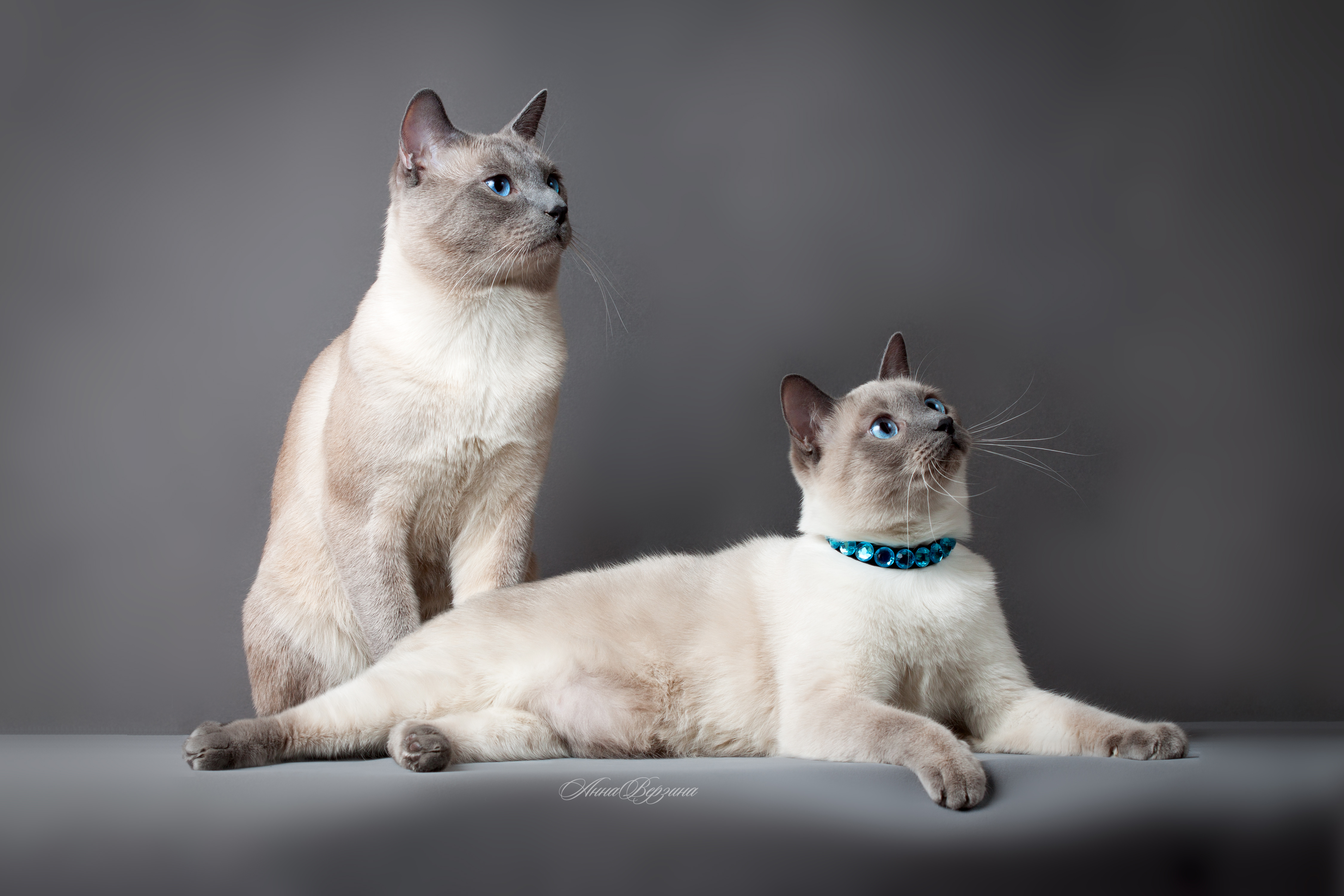 104601 скачать обои тайский кот, коты, красивые, пара, животные, породистые - заставки и картинки бесплатно