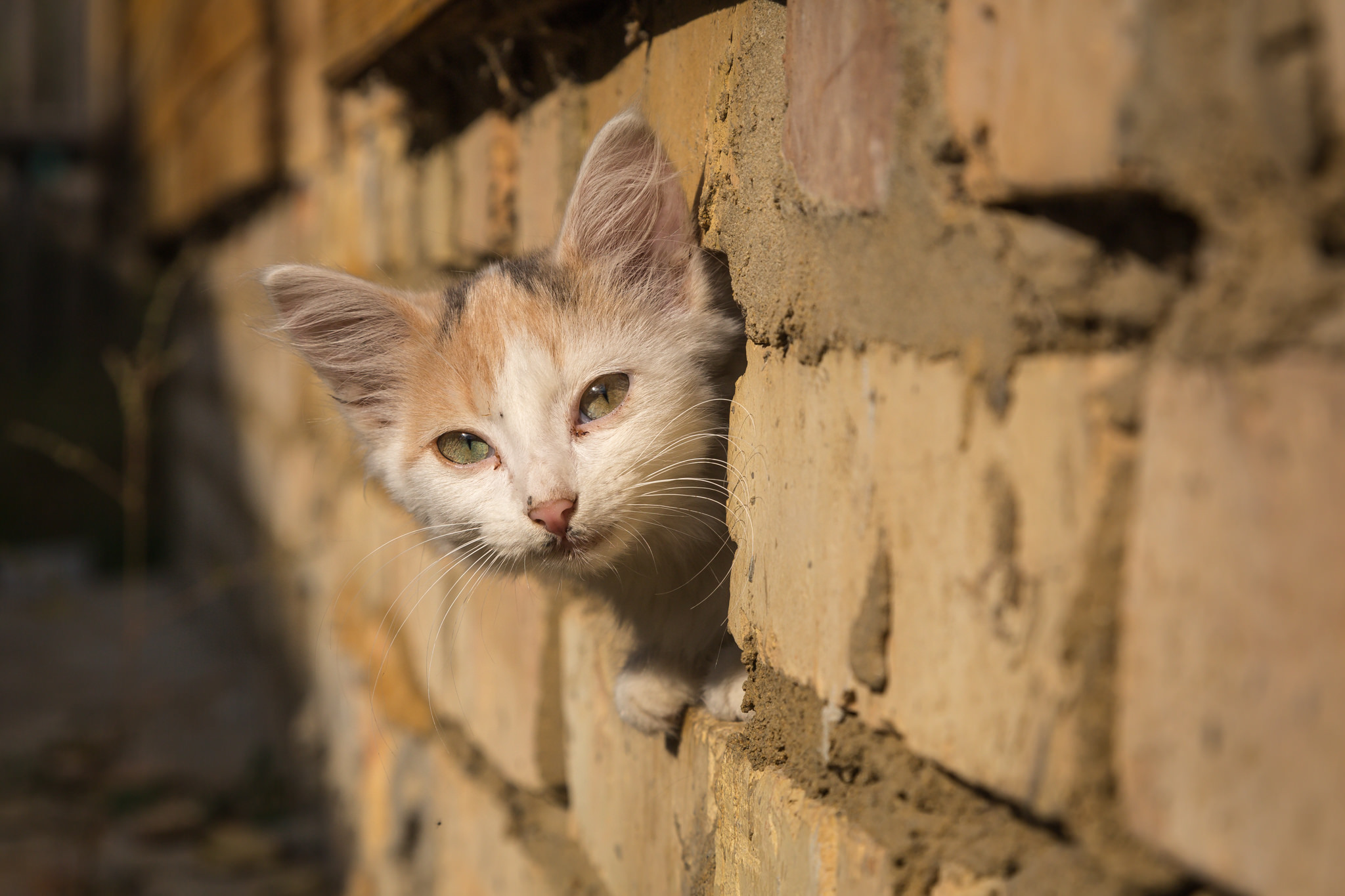無料モバイル壁紙動物, ネコ, 猫, 子猫, 壁をダウンロードします。