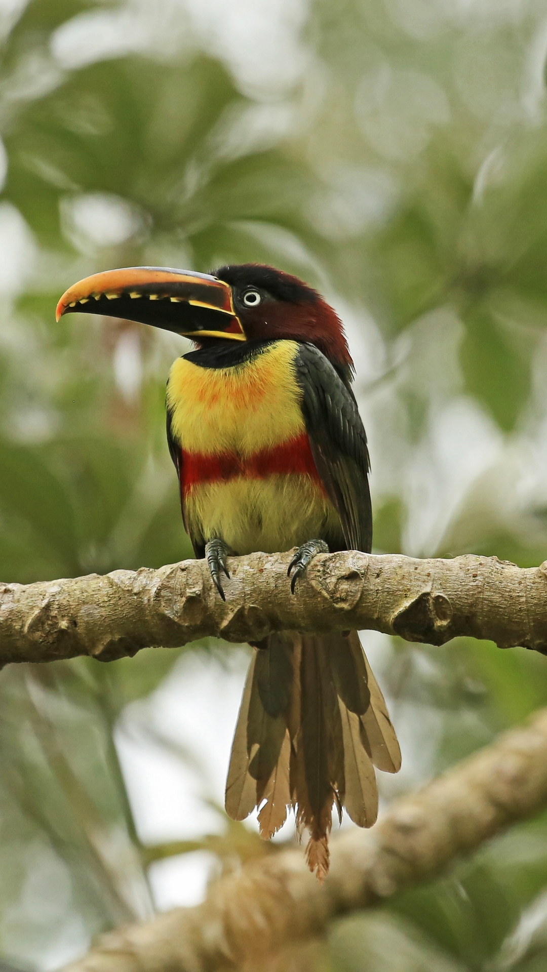 Téléchargez des papiers peints mobile Animaux, Toucan, Des Oiseaux gratuitement.