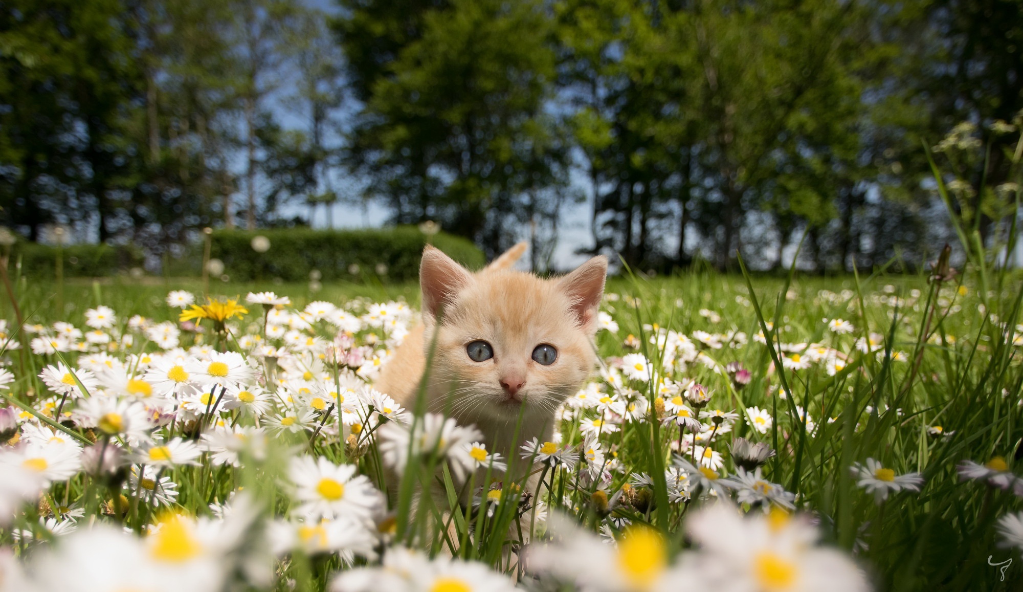 Laden Sie das Tiere, Katzen, Katze, Kätzchen, Gänseblümchen, Tierbaby-Bild kostenlos auf Ihren PC-Desktop herunter
