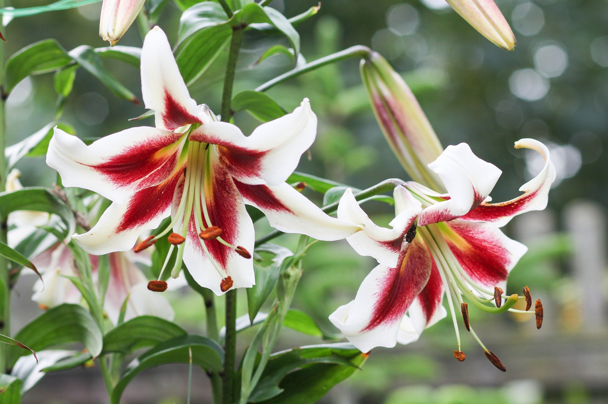 Free download wallpaper Flowers, Earth, Lily on your PC desktop