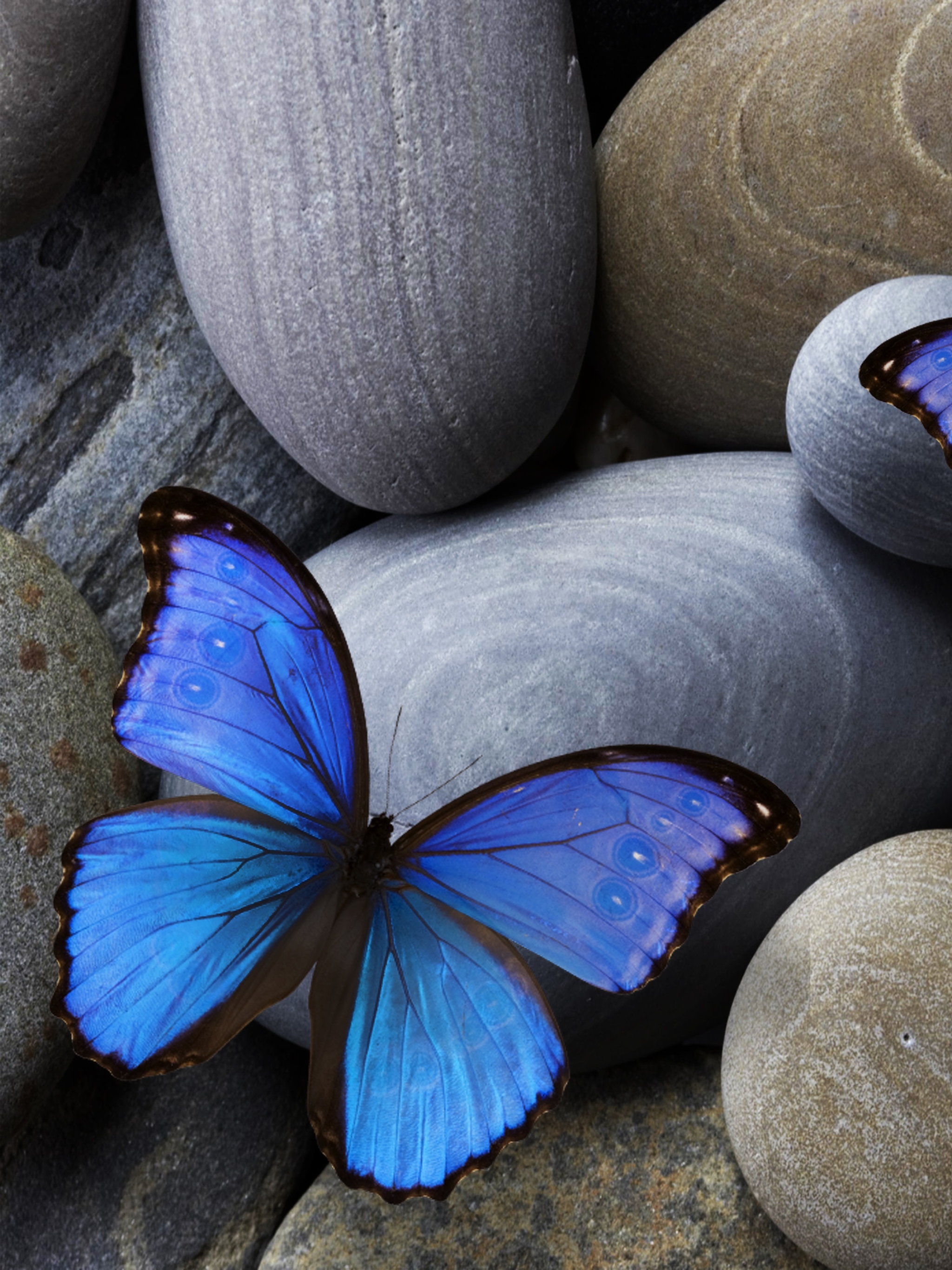 Download mobile wallpaper Insect, Butterfly, Stone, Animal for free.