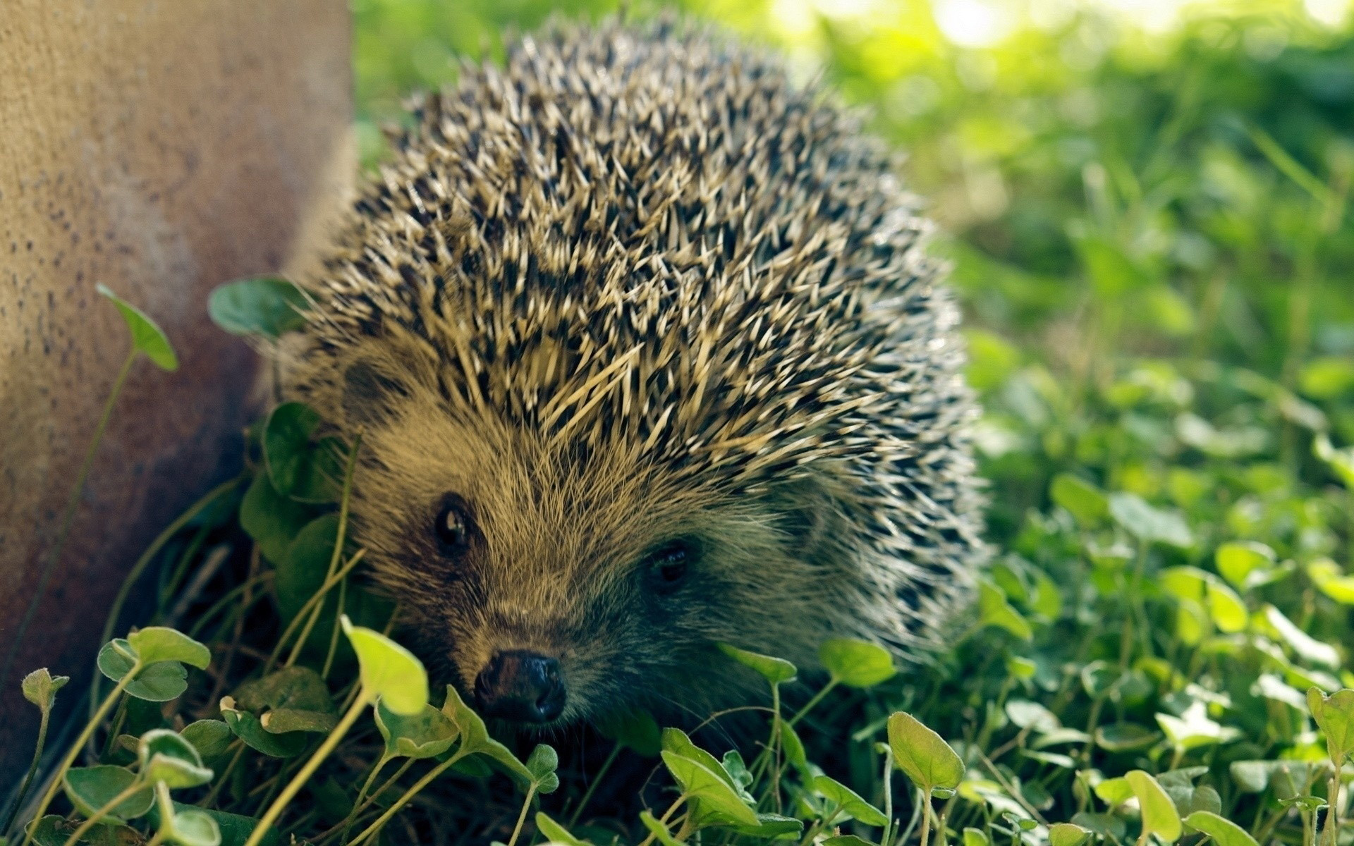 hedgehogs, animals