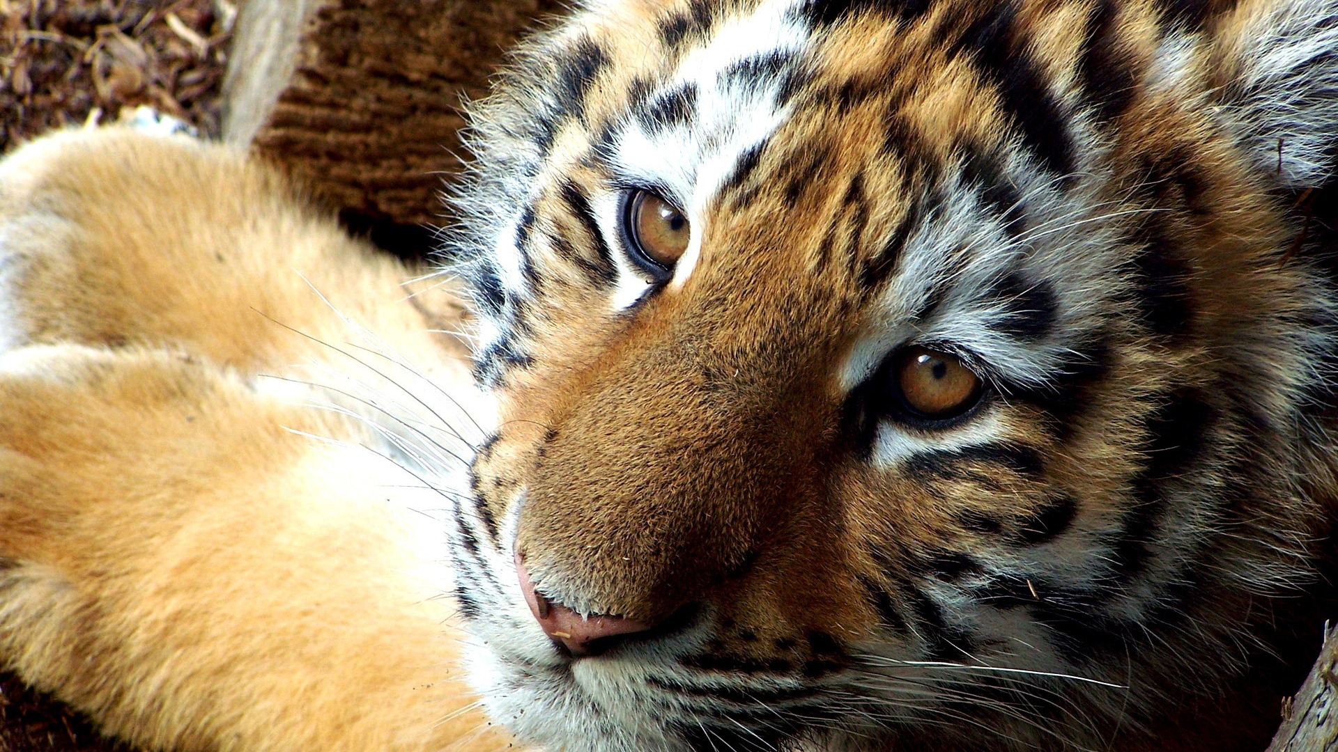 Laden Sie das Tiere, Tiger-Bild kostenlos auf Ihren PC-Desktop herunter