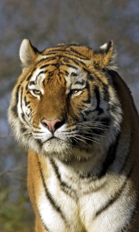 Téléchargez des papiers peints mobile Animaux, Chats, Tigre gratuitement.