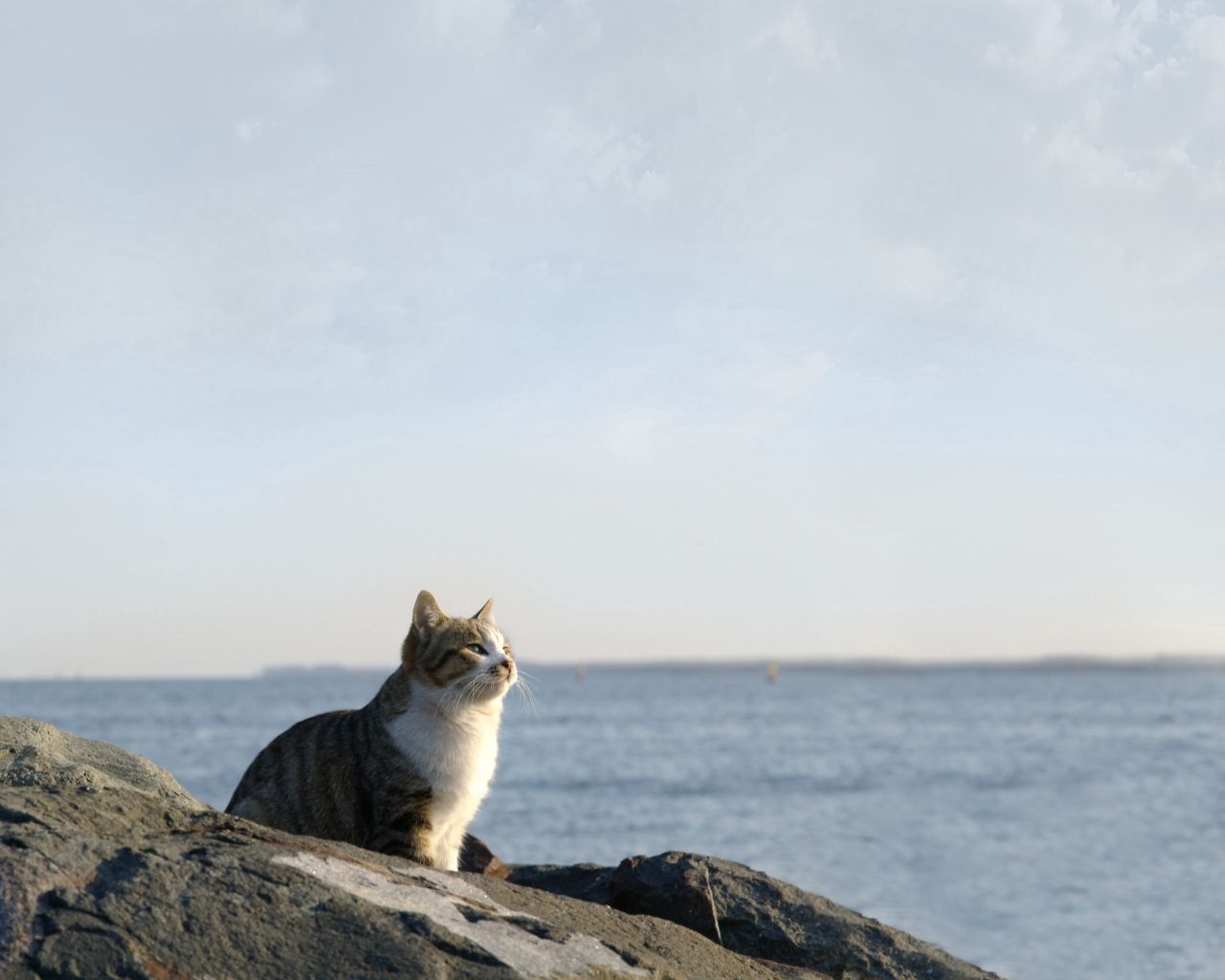 67351壁紙のダウンロード動物, 猫, ストーンズ, スカイ, 海, 座る, ネコ, 見る, 見ます-スクリーンセーバーと写真を無料で