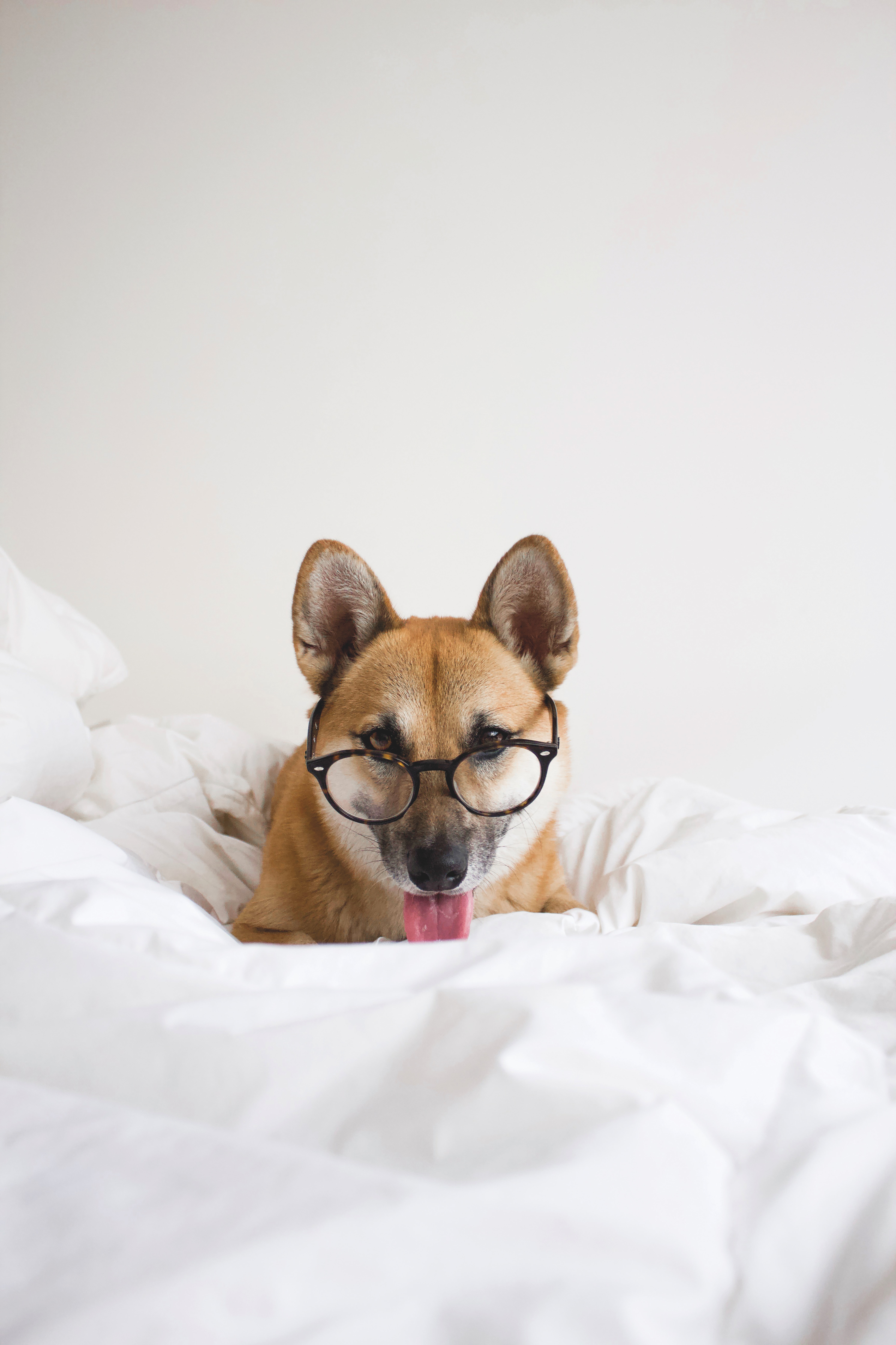 animal, funny, animals, dog, pet, protruding tongue, tongue stuck out, glasses, spectacles