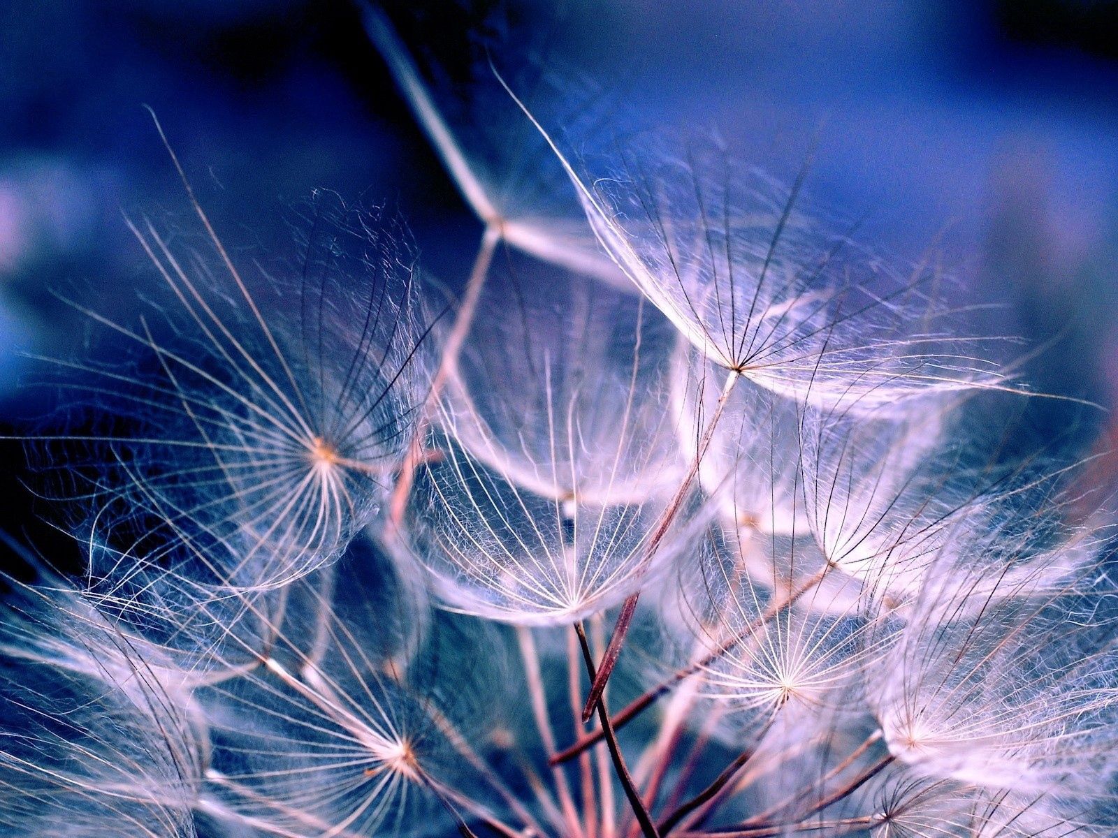 dandelion, white, macro, fluff, fuzz, air, seeds, seed, aerial