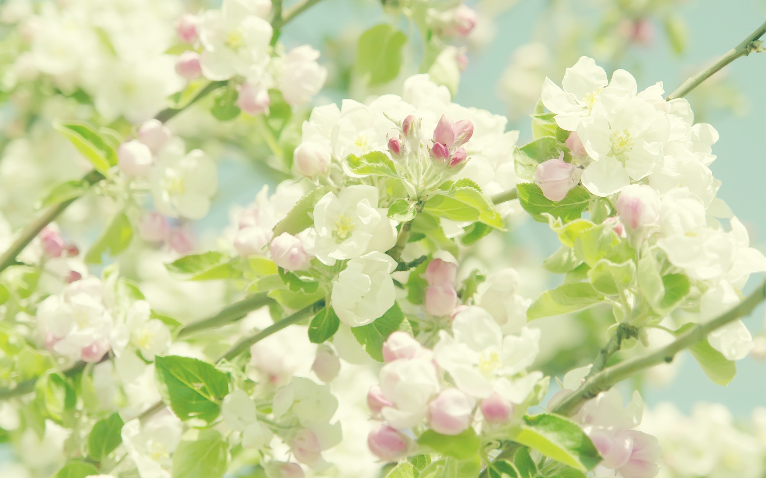 Free download wallpaper Flowers, Flower, Earth, Pastel on your PC desktop