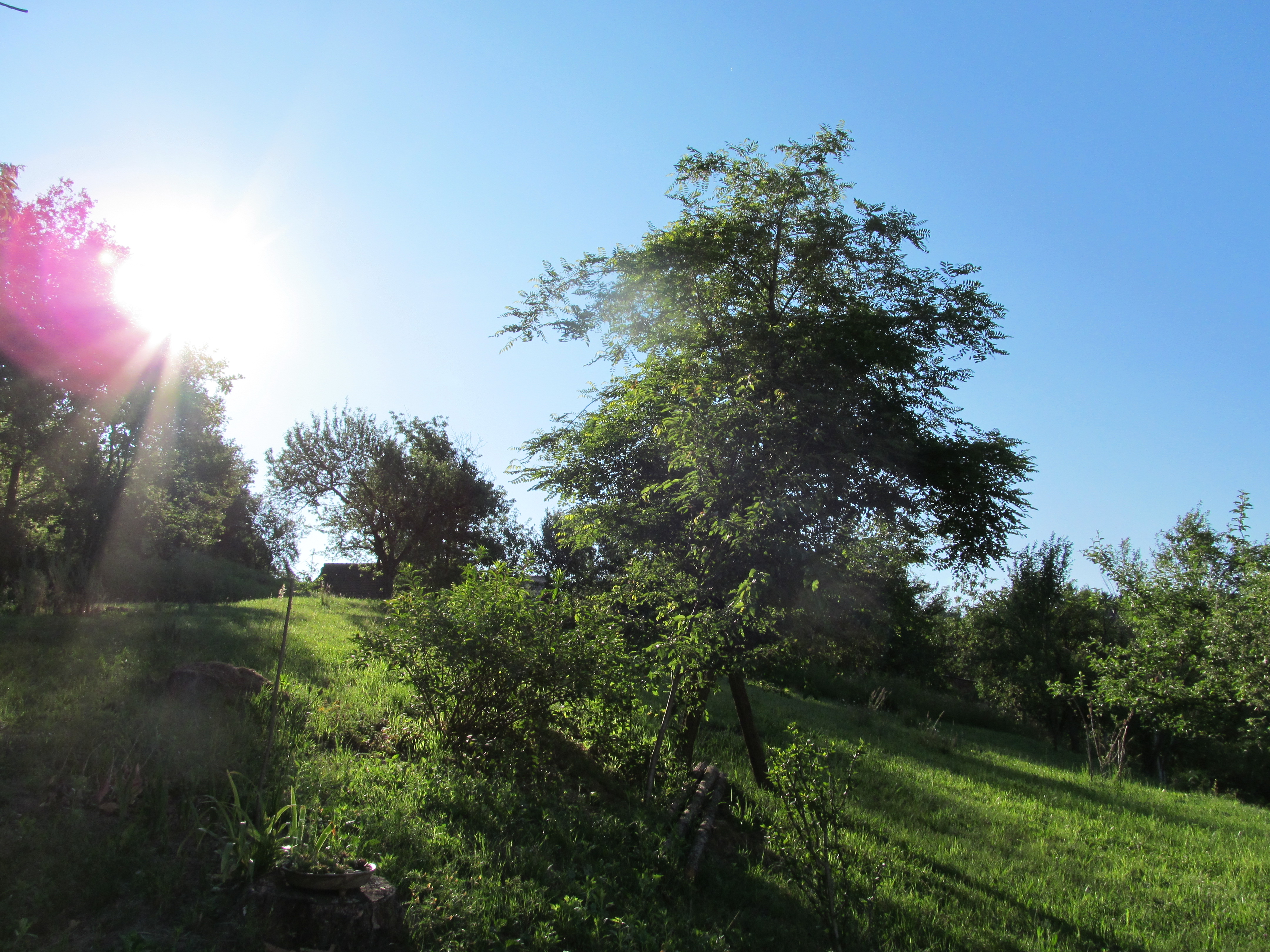 Free download wallpaper Sunset, Tree, Earth on your PC desktop