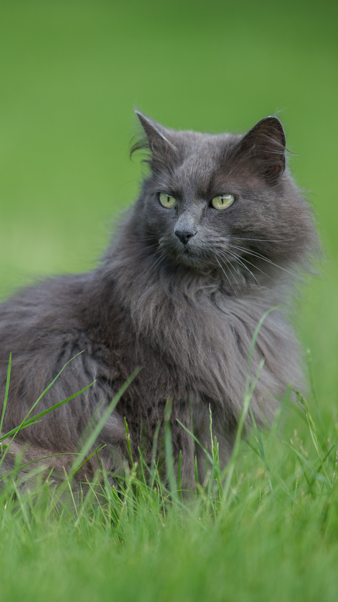 Descarga gratuita de fondo de pantalla para móvil de Gato, Gatos, Animales.