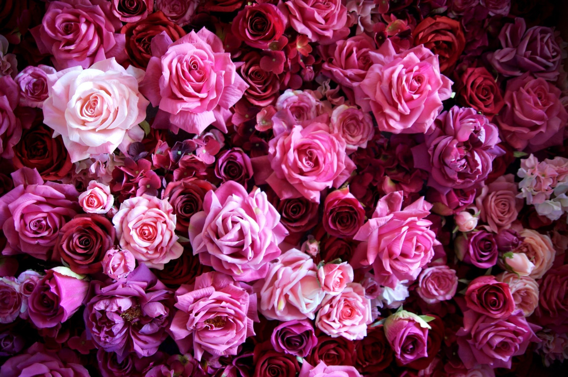 Descarga gratuita de fondo de pantalla para móvil de Flores, Flor, Rosa, Tierra/naturaleza.