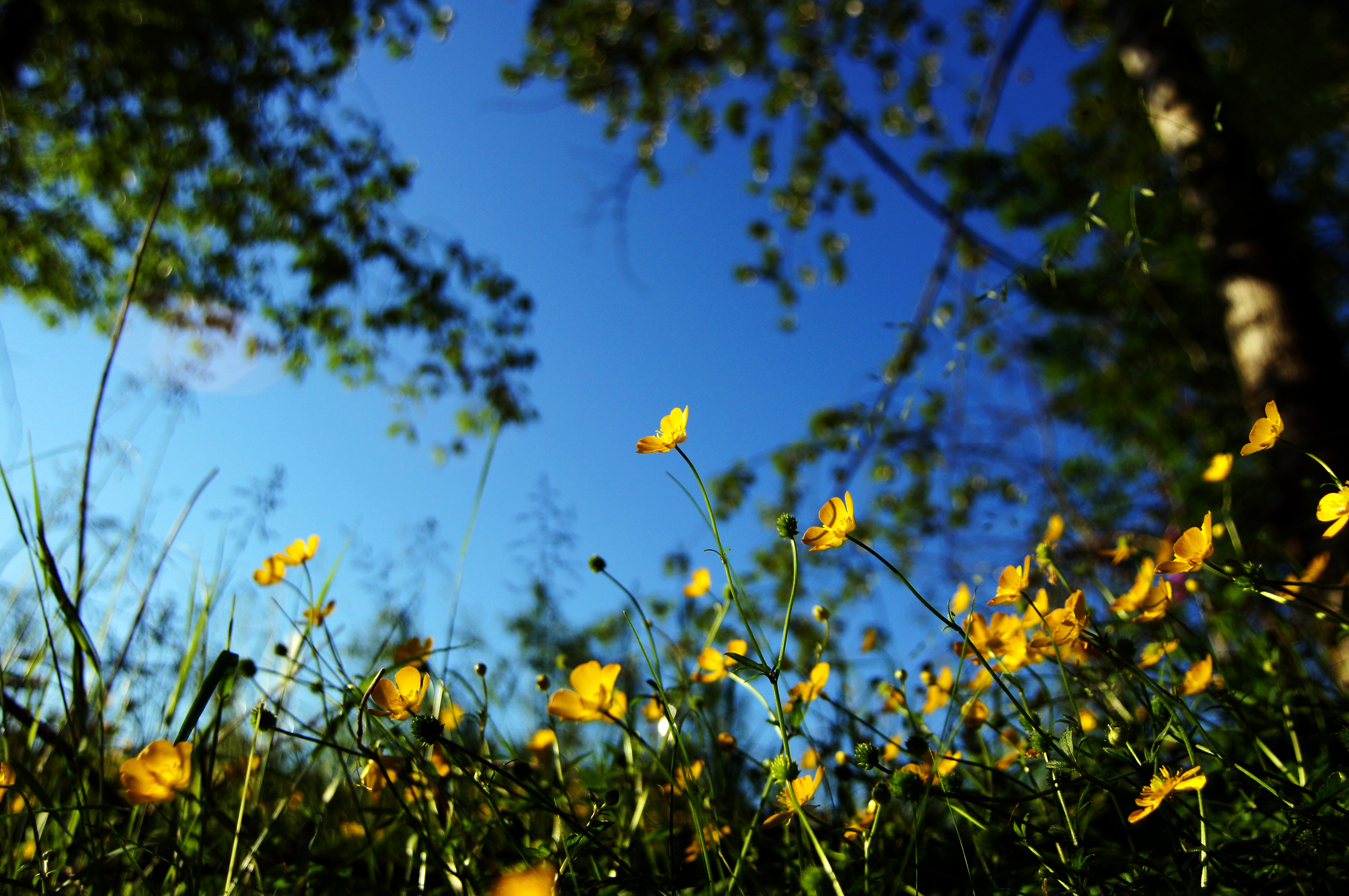 Handy-Wallpaper Blumen, Blume, Erde/natur kostenlos herunterladen.