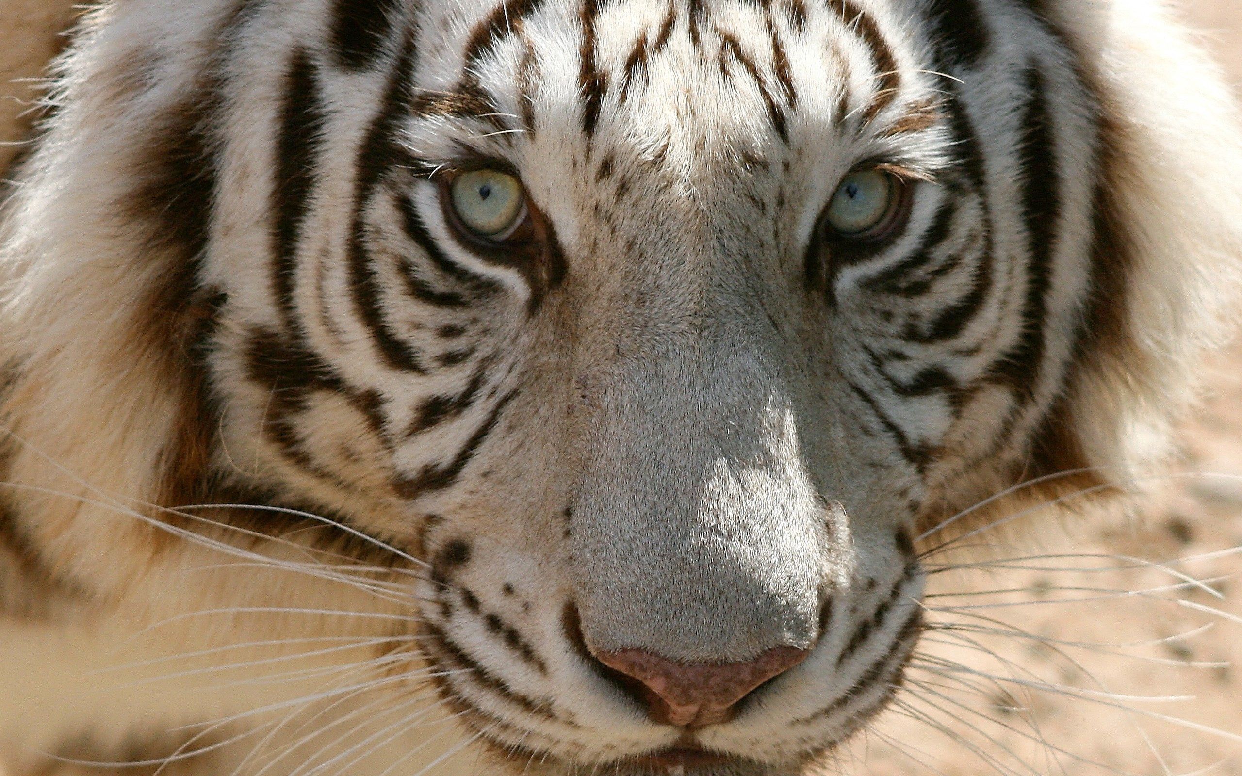 Laden Sie das Schnauze, Sicht, Meinung, Tiere, Tiger, Raubtier, Predator-Bild kostenlos auf Ihren PC-Desktop herunter