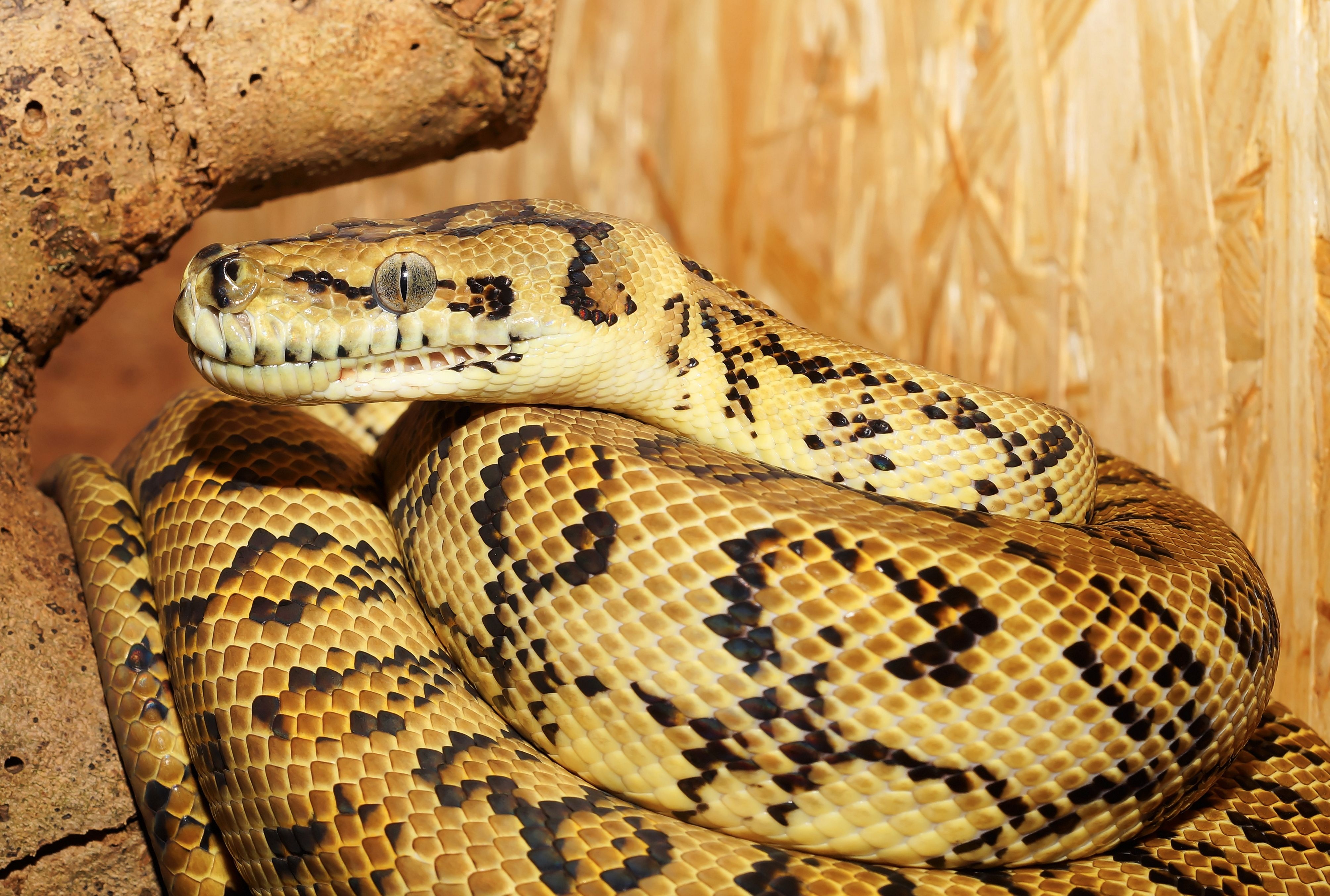 Free download wallpaper Animal, Reptile, Snake, Reptiles, Python on your PC desktop