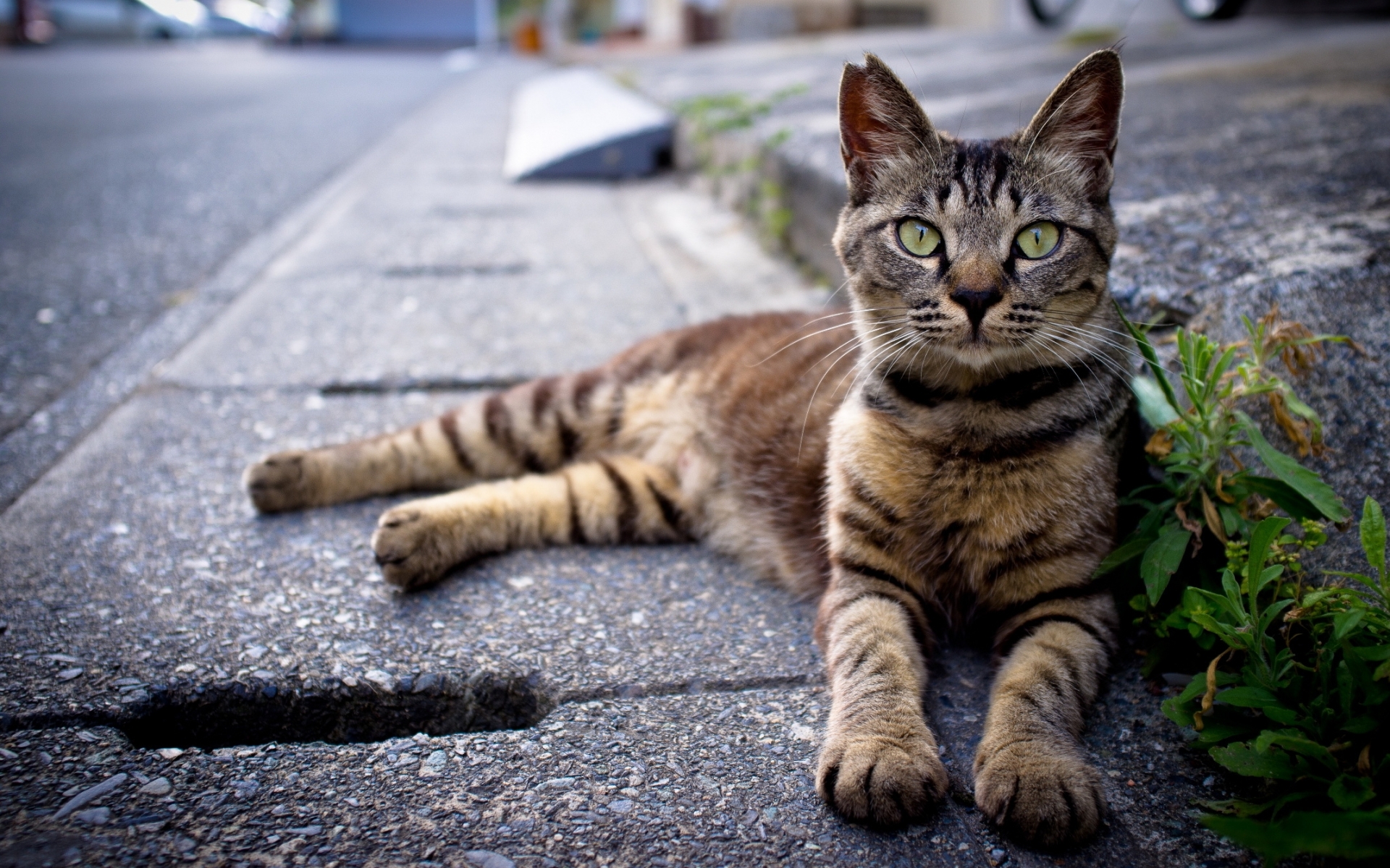 Descarga gratuita de fondo de pantalla para móvil de Animales, Gato.