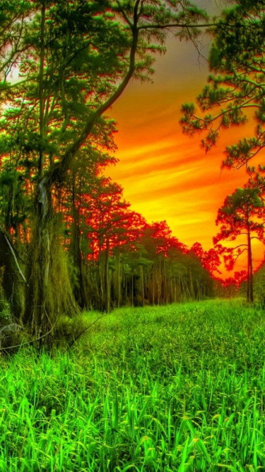 Download mobile wallpaper Sunset, Forest, Earth for free.