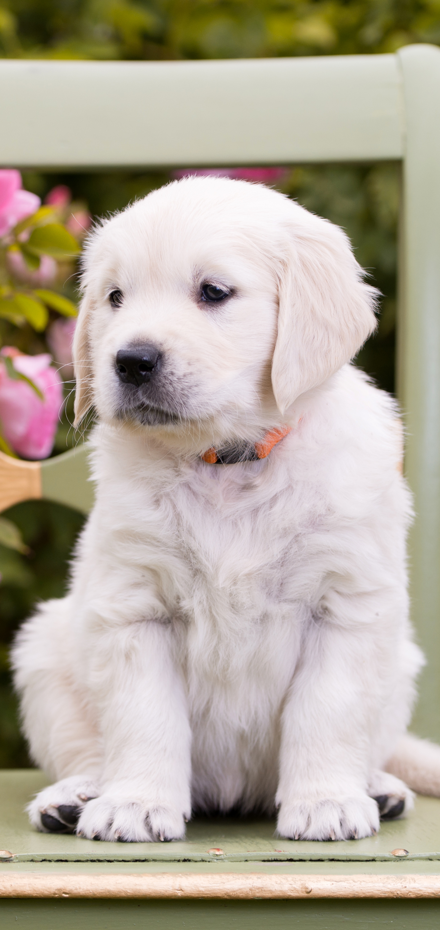 Handy-Wallpaper Tiere, Hunde, Hund, Welpen, Golden Retriever, Tierbaby, Welpe kostenlos herunterladen.