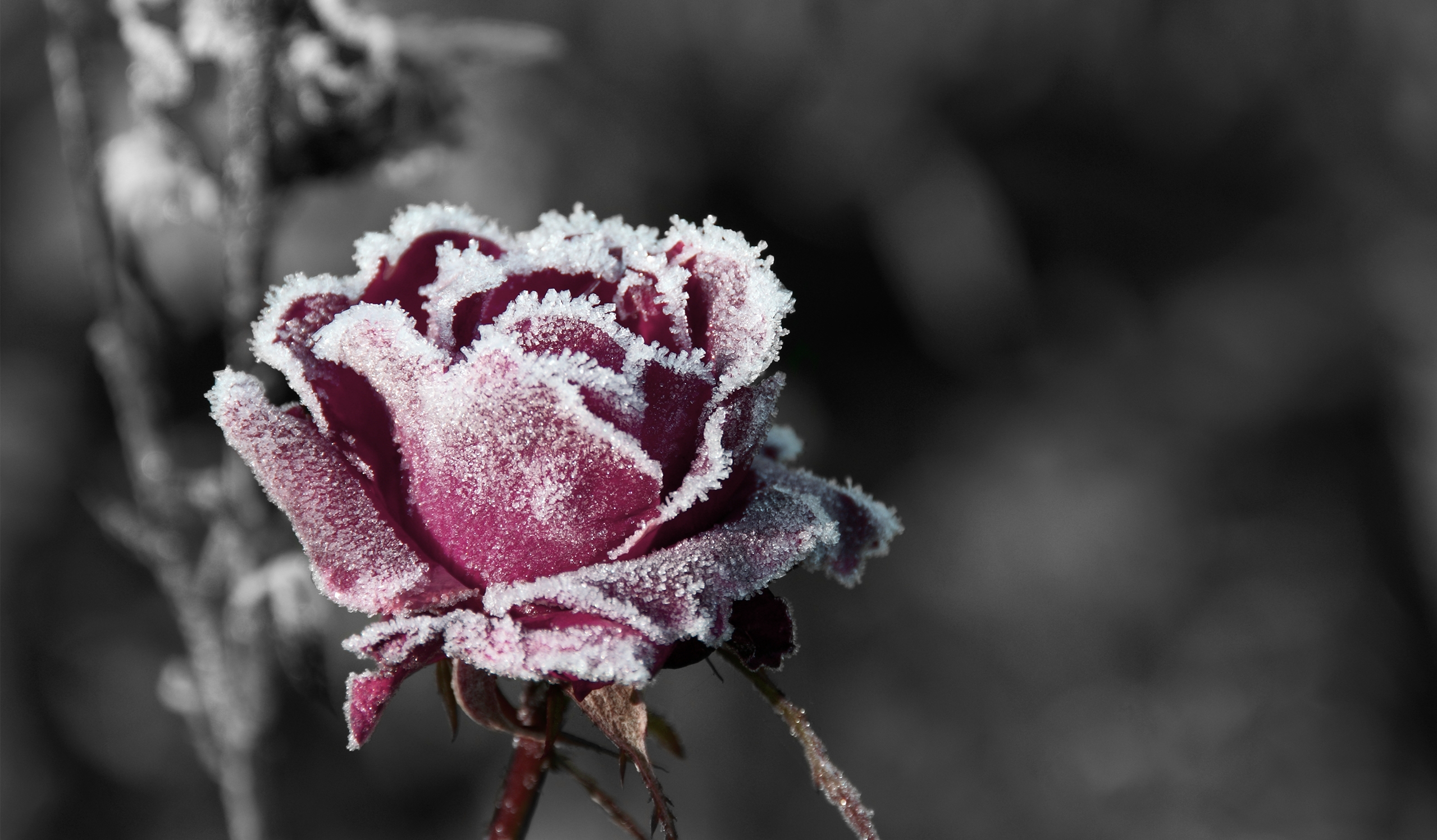 1469208 Hintergrundbild herunterladen frost, erde/natur, rose, rote rose - Bildschirmschoner und Bilder kostenlos