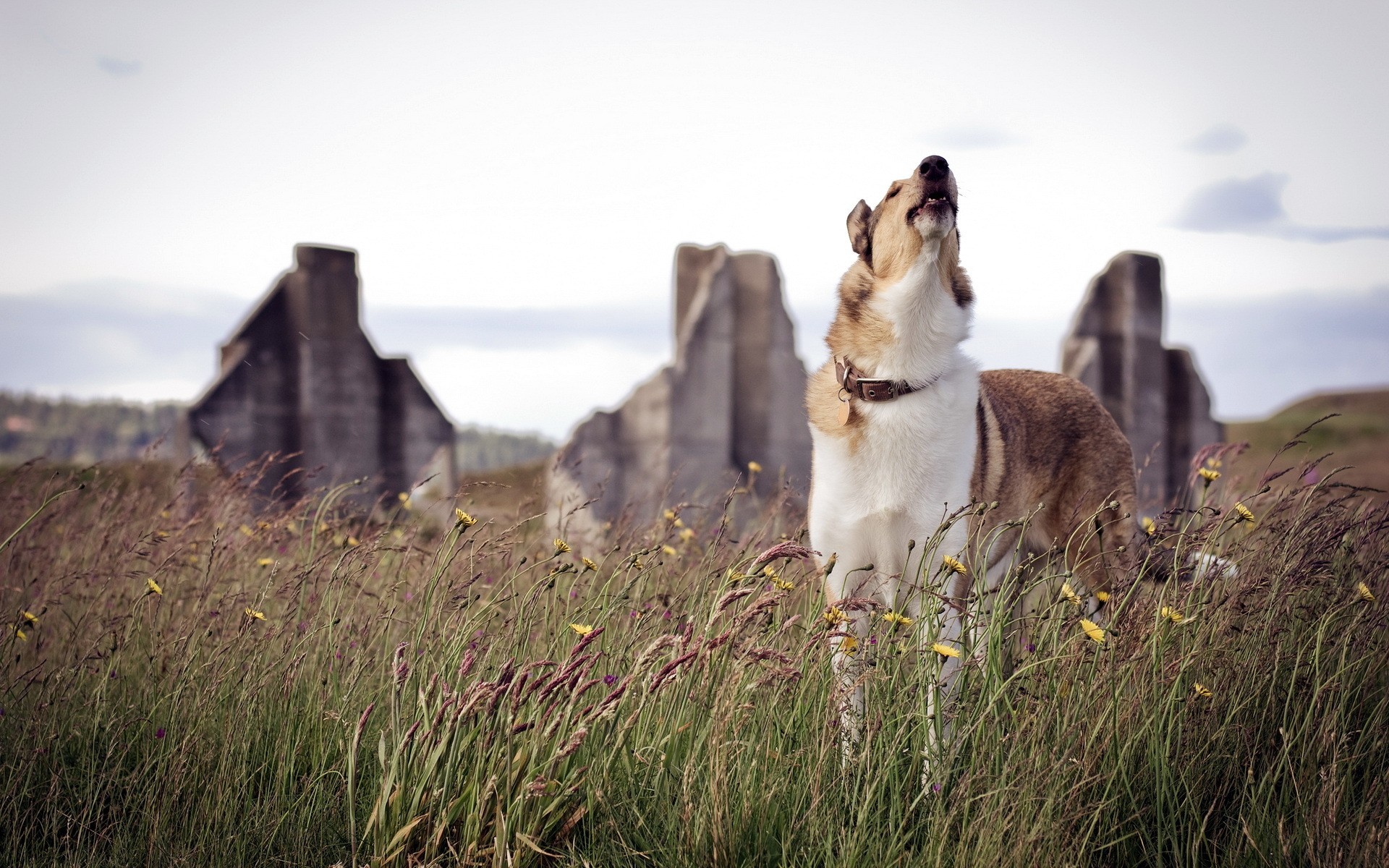 Baixe gratuitamente a imagem Animais, Cães, Cão na área de trabalho do seu PC