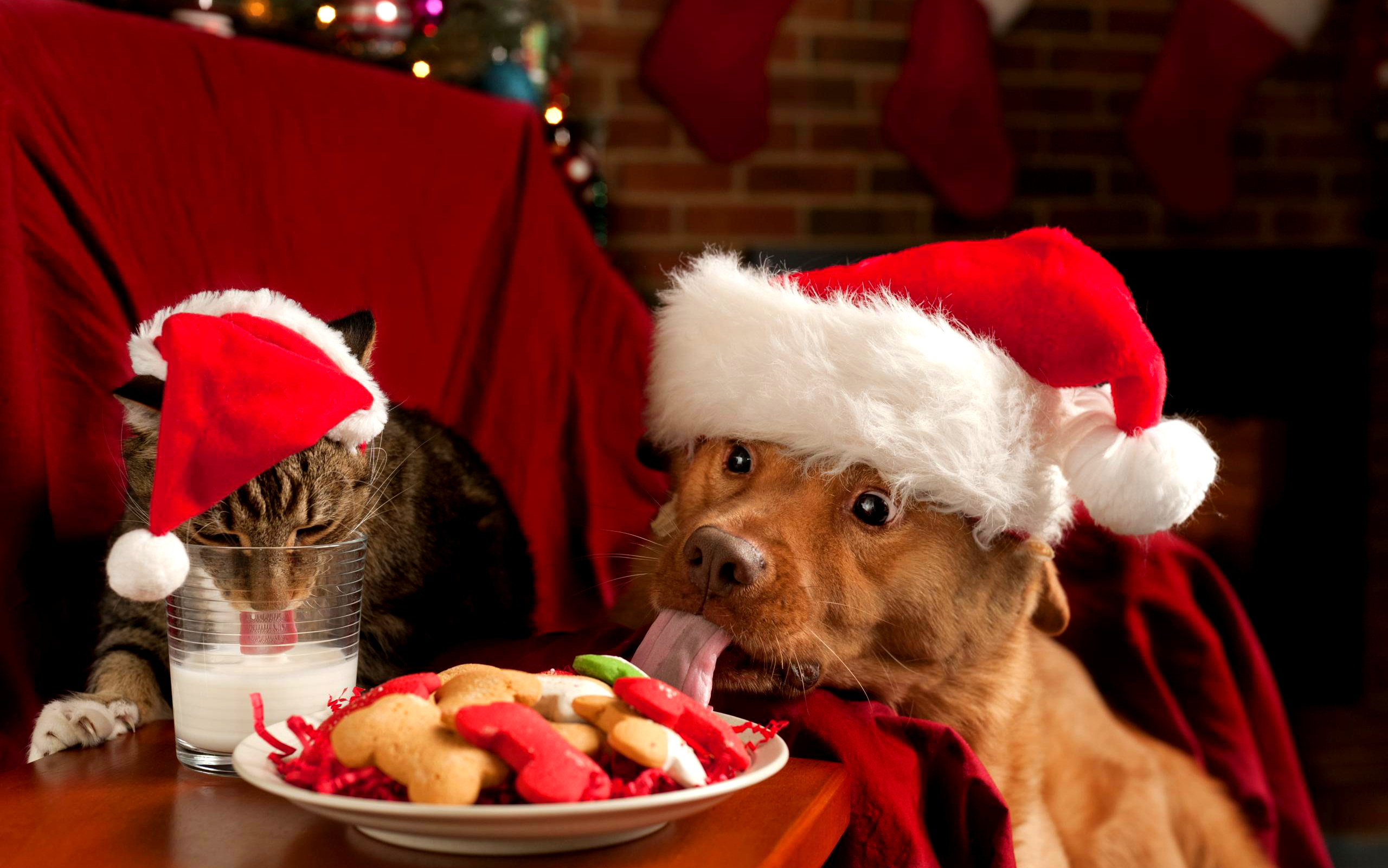 210049 завантажити шпалери різдво, печиво, тварина, кіт пес, кішка, пес, капелюх діда мороза - заставки і картинки безкоштовно