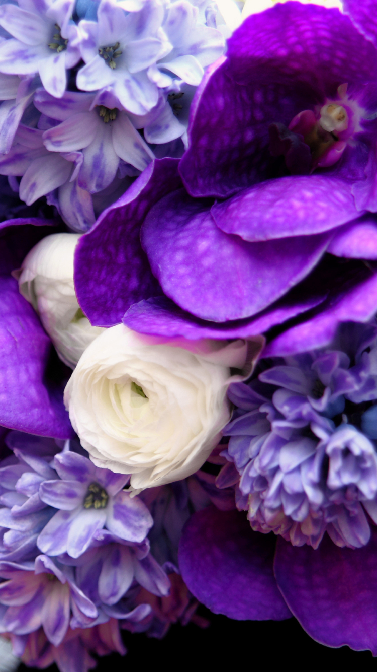 Descarga gratuita de fondo de pantalla para móvil de Flores, Flor, Tierra/naturaleza.