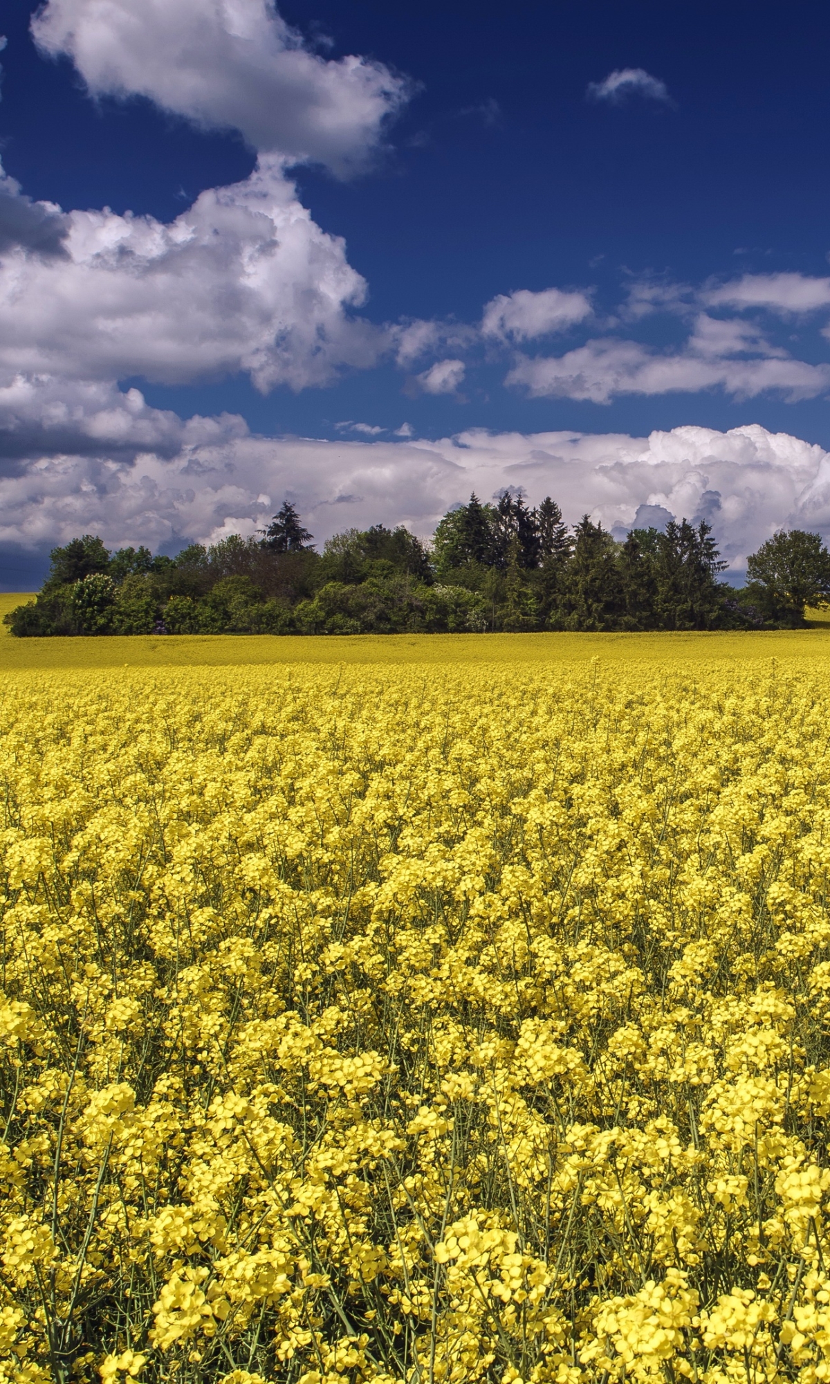 Download mobile wallpaper Nature, Summer, Earth, Field, Yellow Flower, Rapeseed for free.