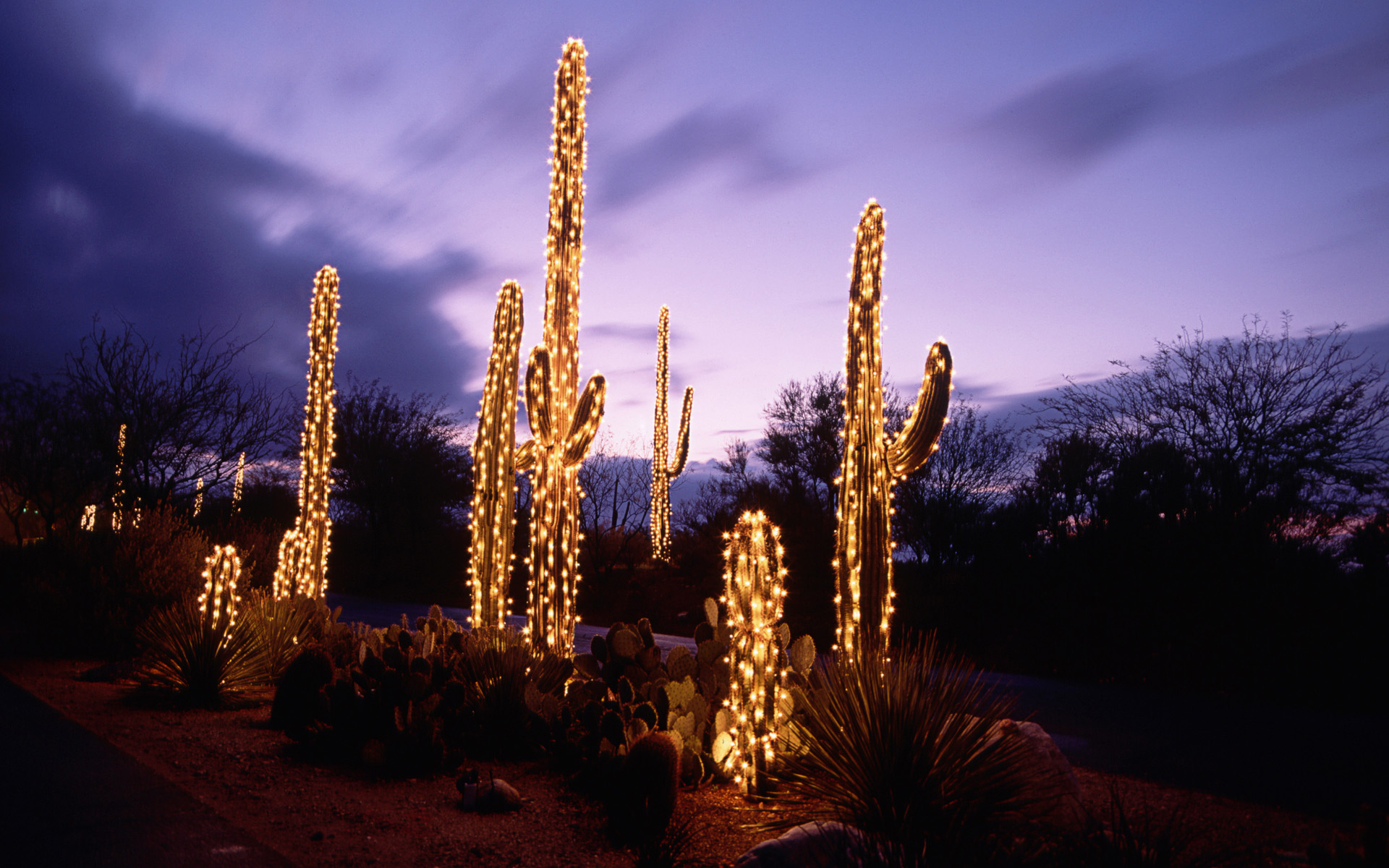 Téléchargez des papiers peints mobile Cactus, Noël, Vacances gratuitement.