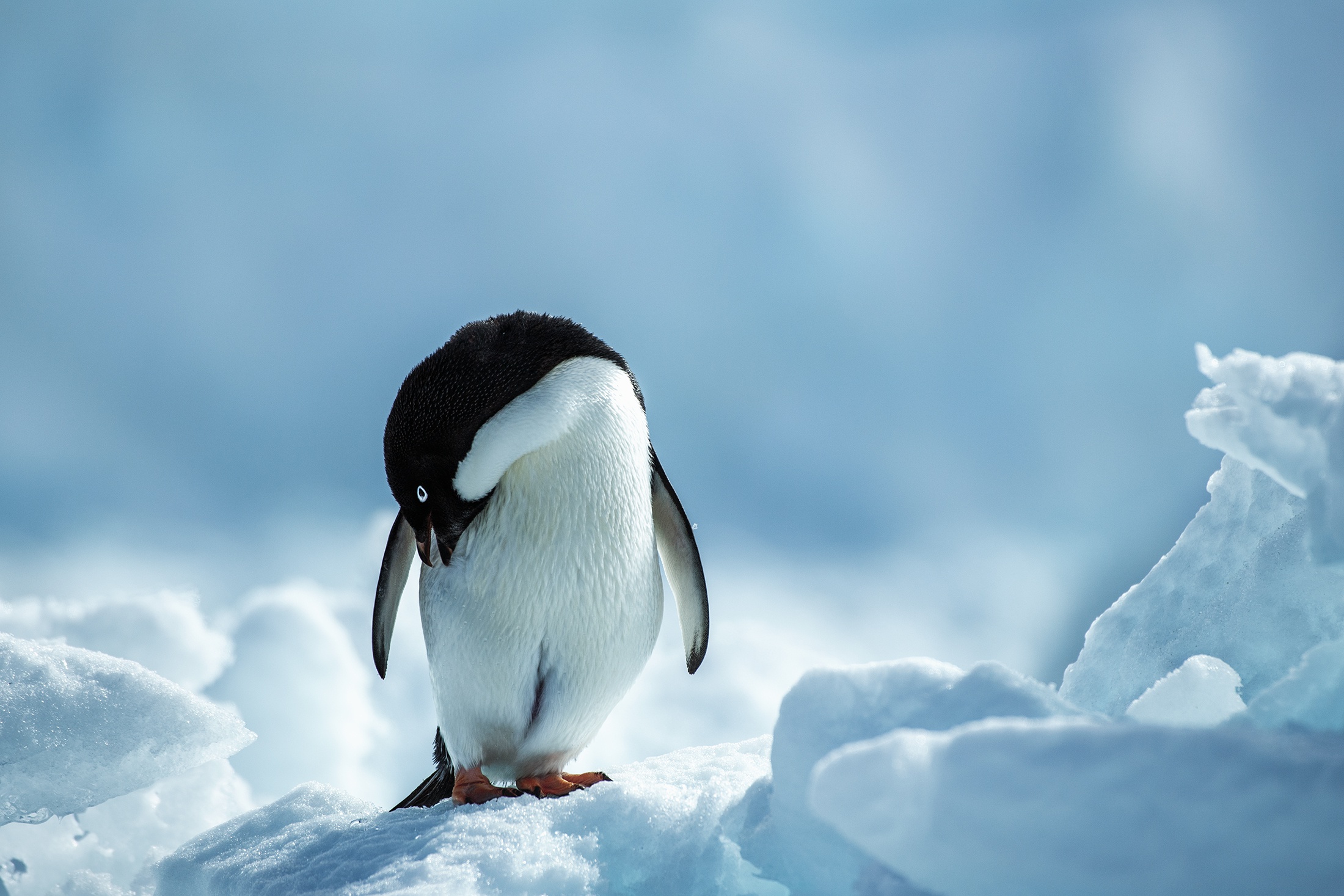 Handy-Wallpaper Tiere, Vögel, Pinguin kostenlos herunterladen.