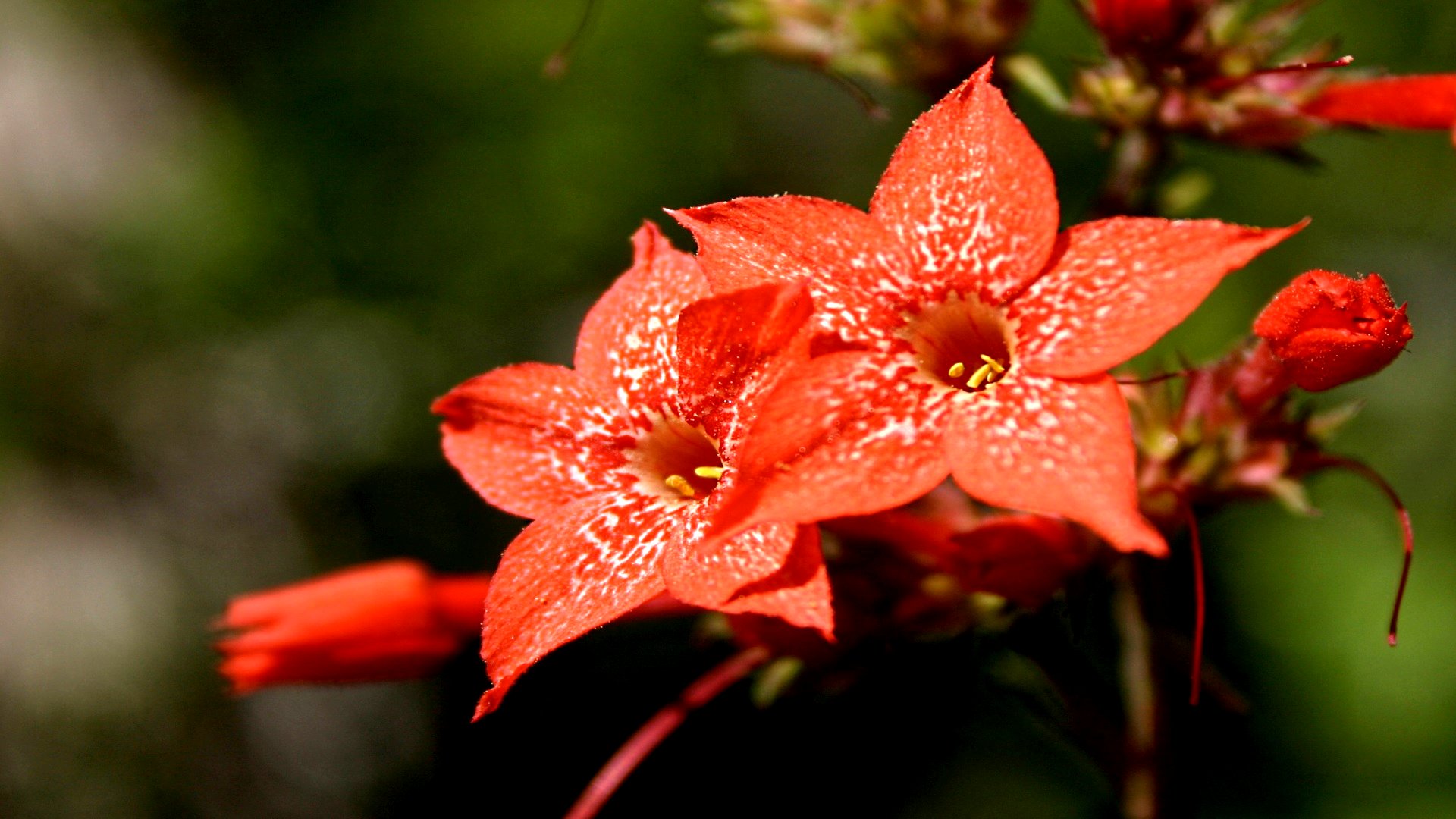 Baixe gratuitamente a imagem Flores, Flor, Terra/natureza na área de trabalho do seu PC