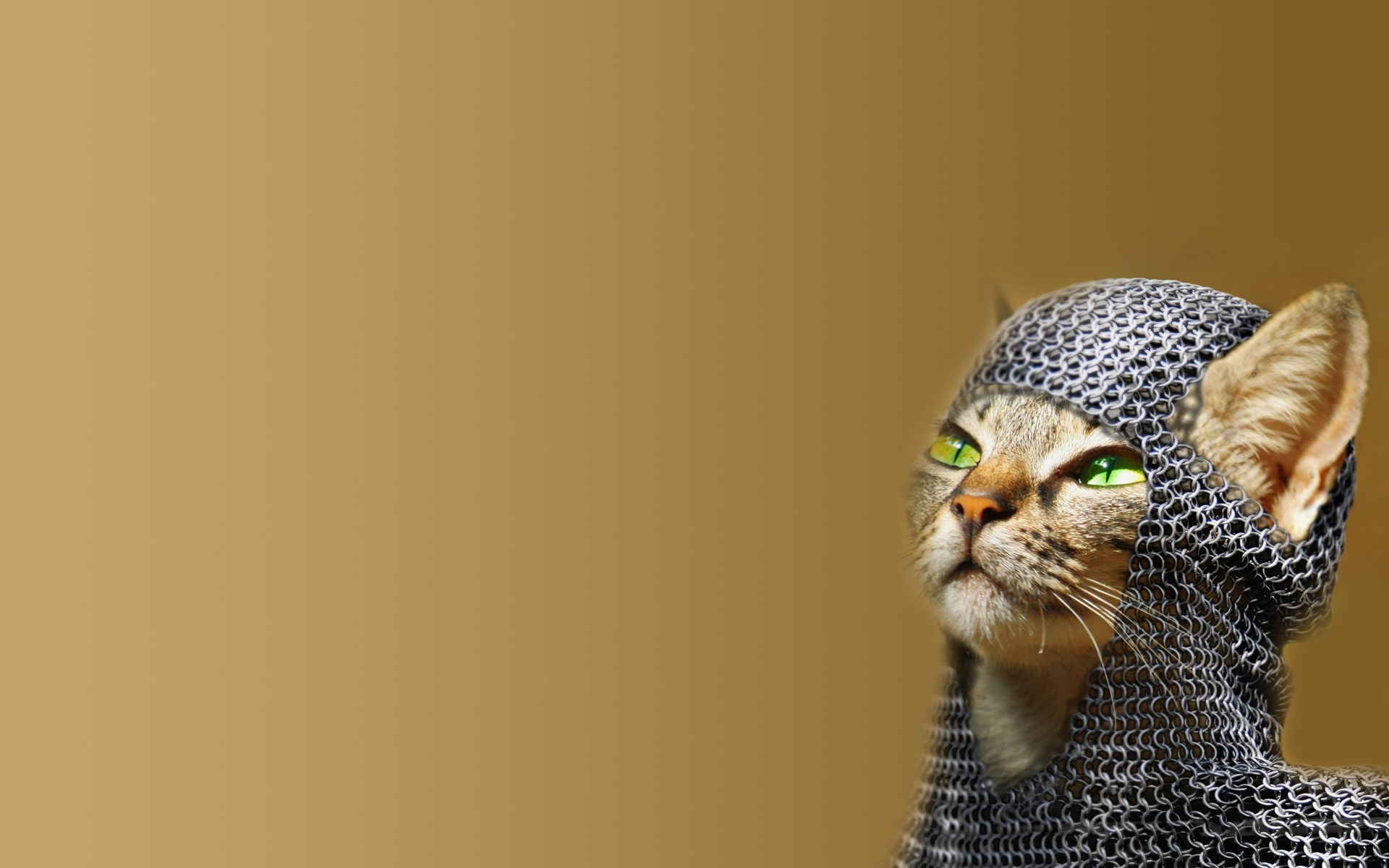 Free download wallpaper Funny, Cats, Fantasy, Cat, Humor on your PC desktop