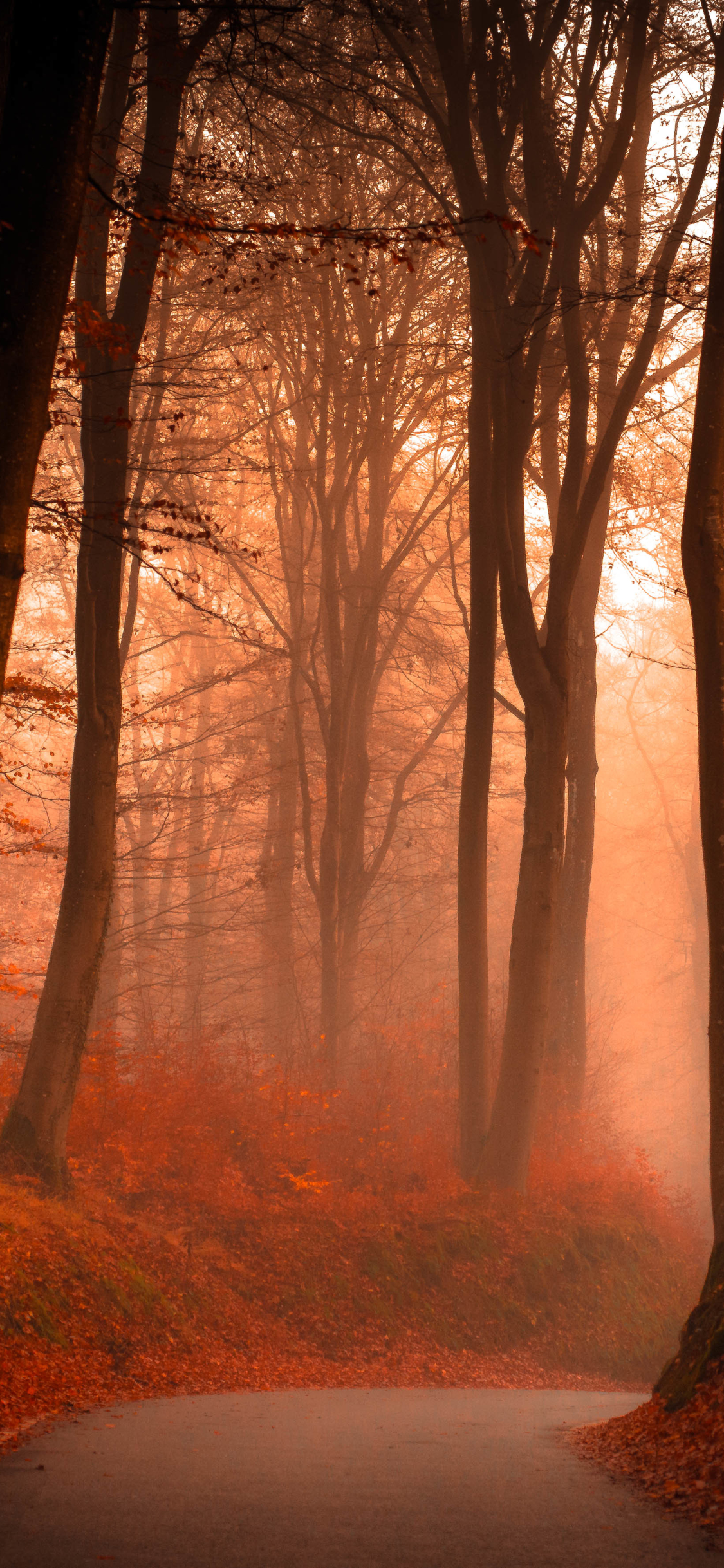 Download mobile wallpaper Nature, Road, Forest, Tree, Fog, Fall, Man Made for free.