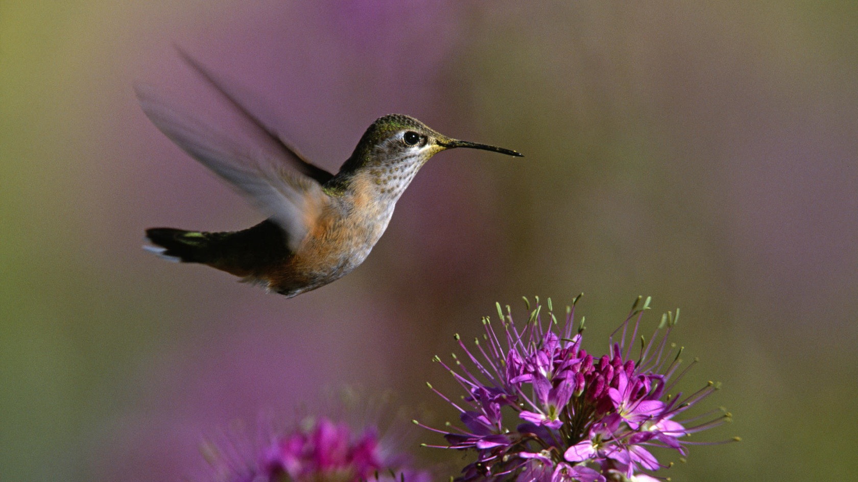 522178 descargar fondo de pantalla colibrí, animales, aves: protectores de pantalla e imágenes gratis
