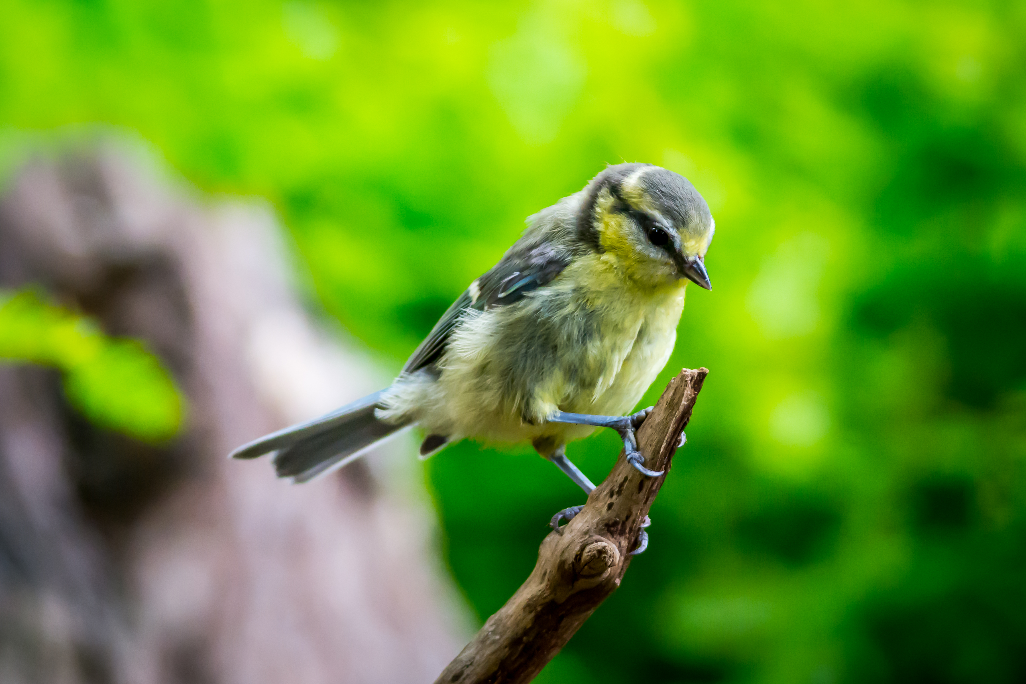Free download wallpaper Birds, Bird, Branch, Animal, Bokeh on your PC desktop