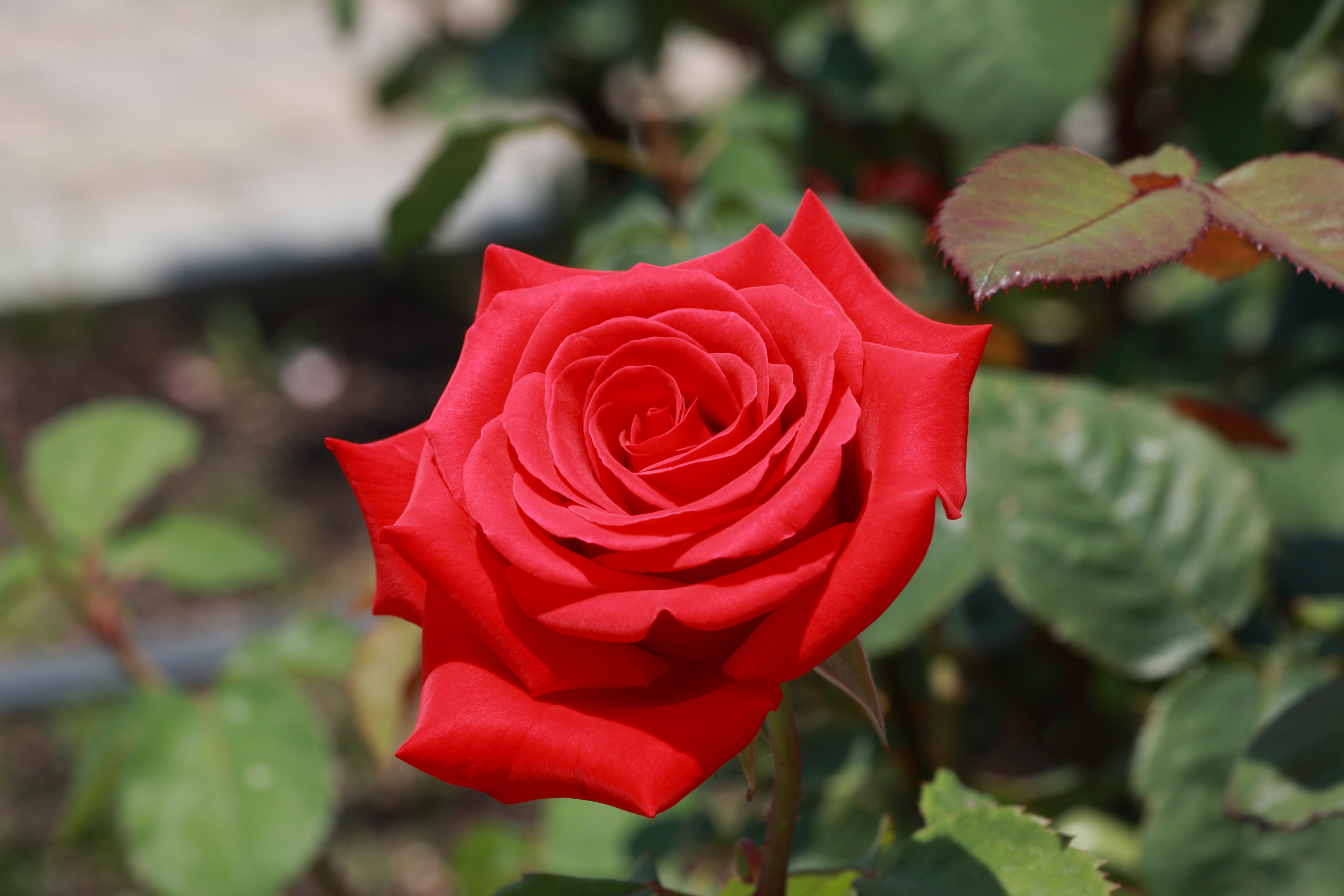 Laden Sie das Blumen, Rose, Erde/natur-Bild kostenlos auf Ihren PC-Desktop herunter