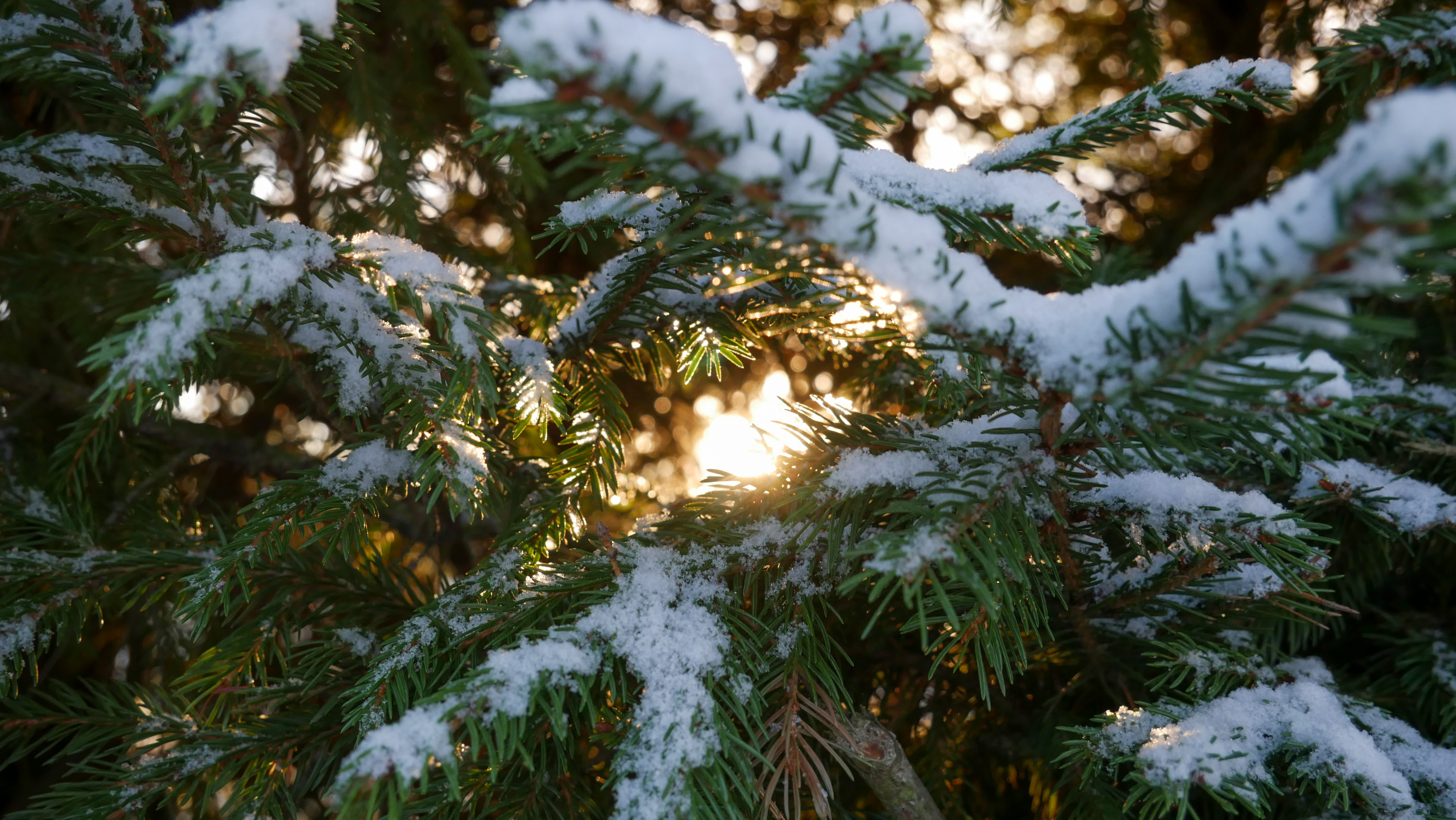 Free download wallpaper Winter, Snow, Branches, Fir, Spruce, Macro on your PC desktop