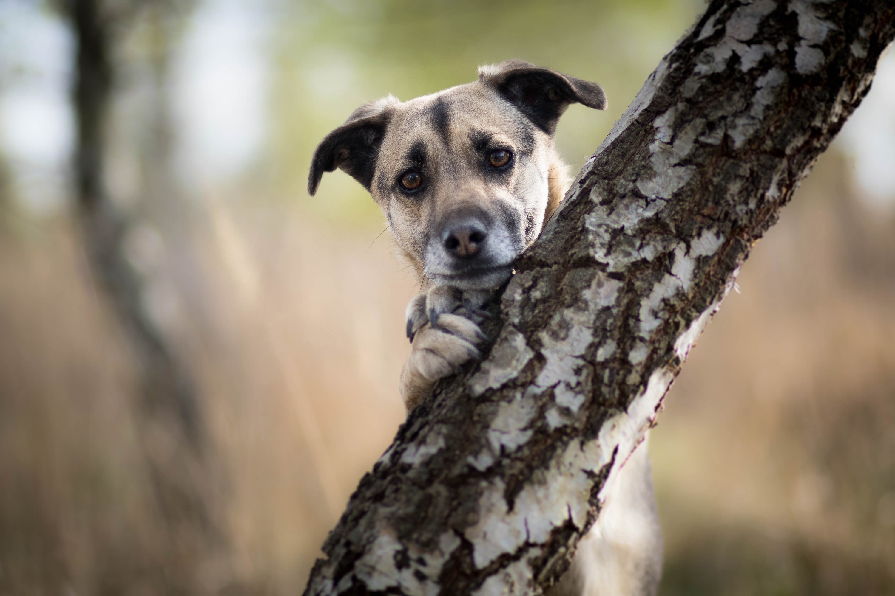 Handy-Wallpaper Tiere, Hunde, Hund, Tiefenschärfe kostenlos herunterladen.