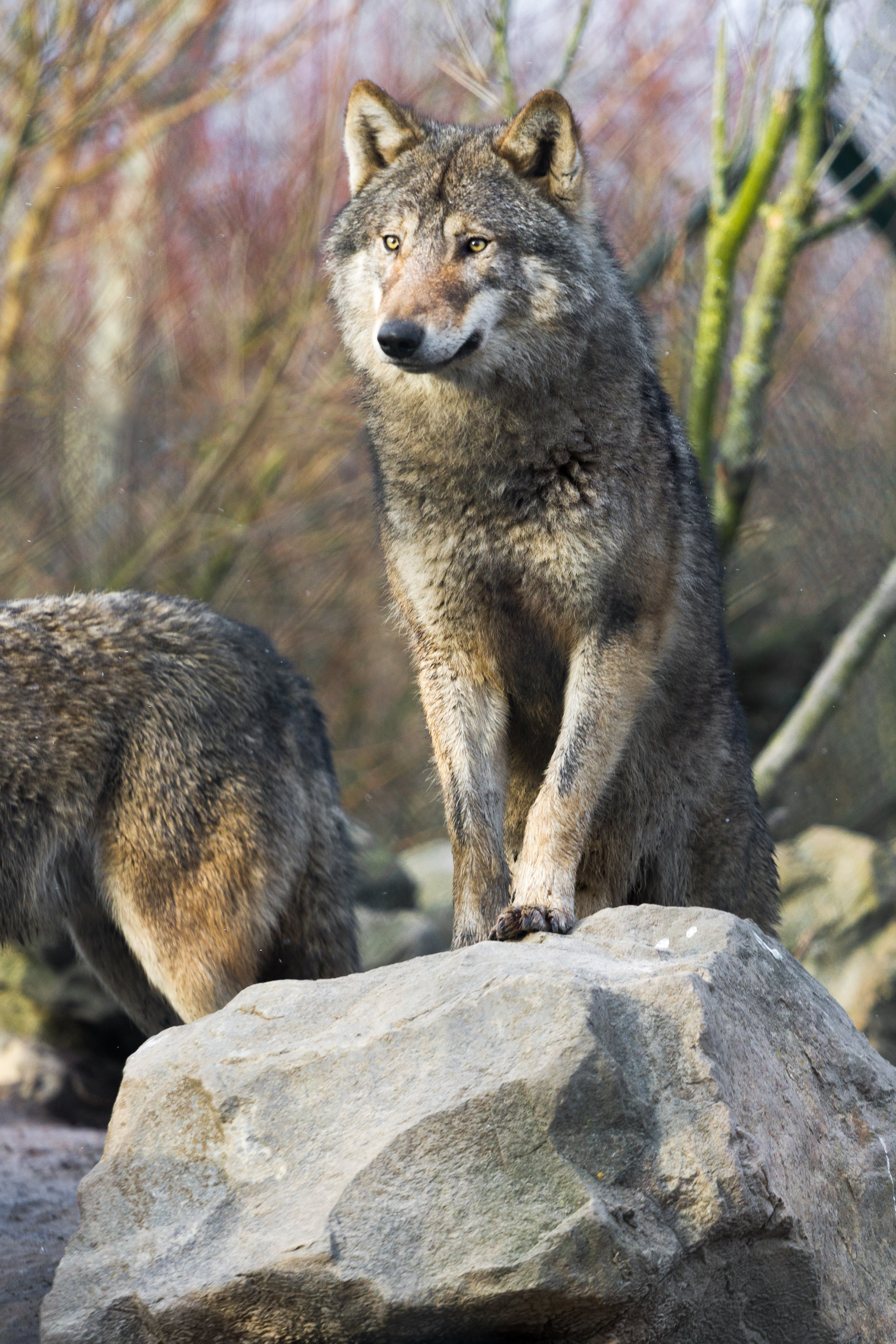 Download mobile wallpaper Opinion, Sight, Animals, Stones, Predator, Wolf for free.