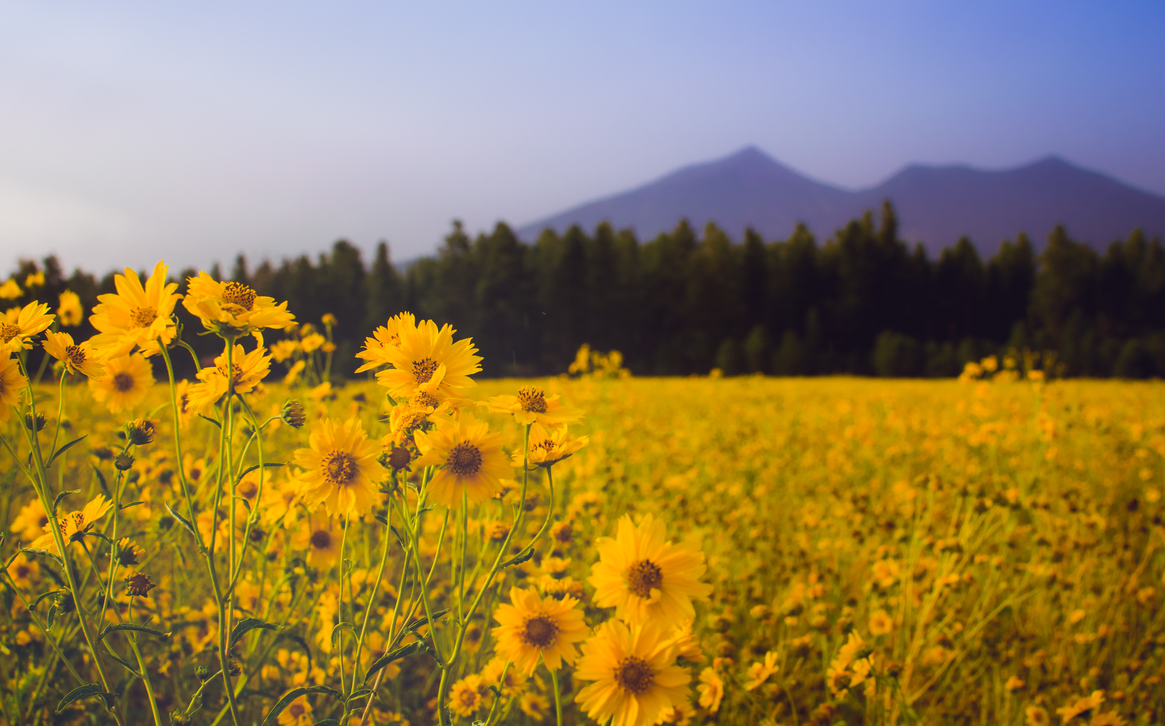 Laden Sie das Natur, Blumen, Sommer, Blume, Feld, Wiese, Gelbe Blume, Erde/natur-Bild kostenlos auf Ihren PC-Desktop herunter