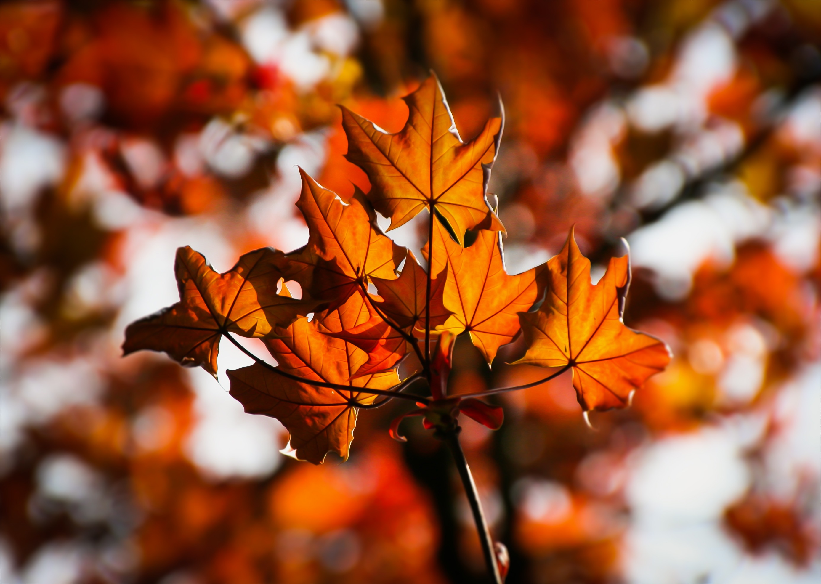 Free download wallpaper Nature, Leaves, Blur, Smooth, Maple on your PC desktop