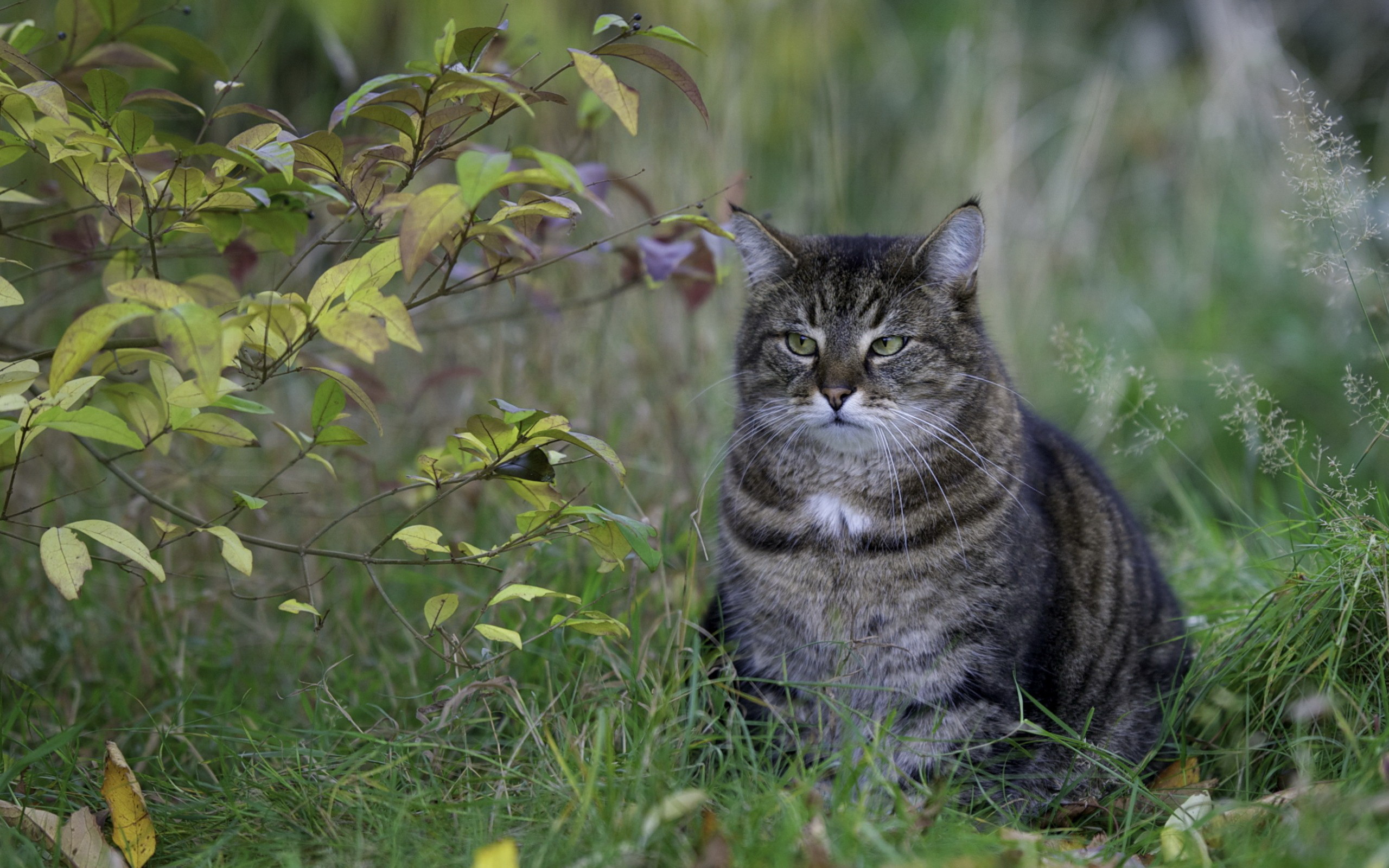 Baixe gratuitamente a imagem Gato, Gatos, Animais na área de trabalho do seu PC