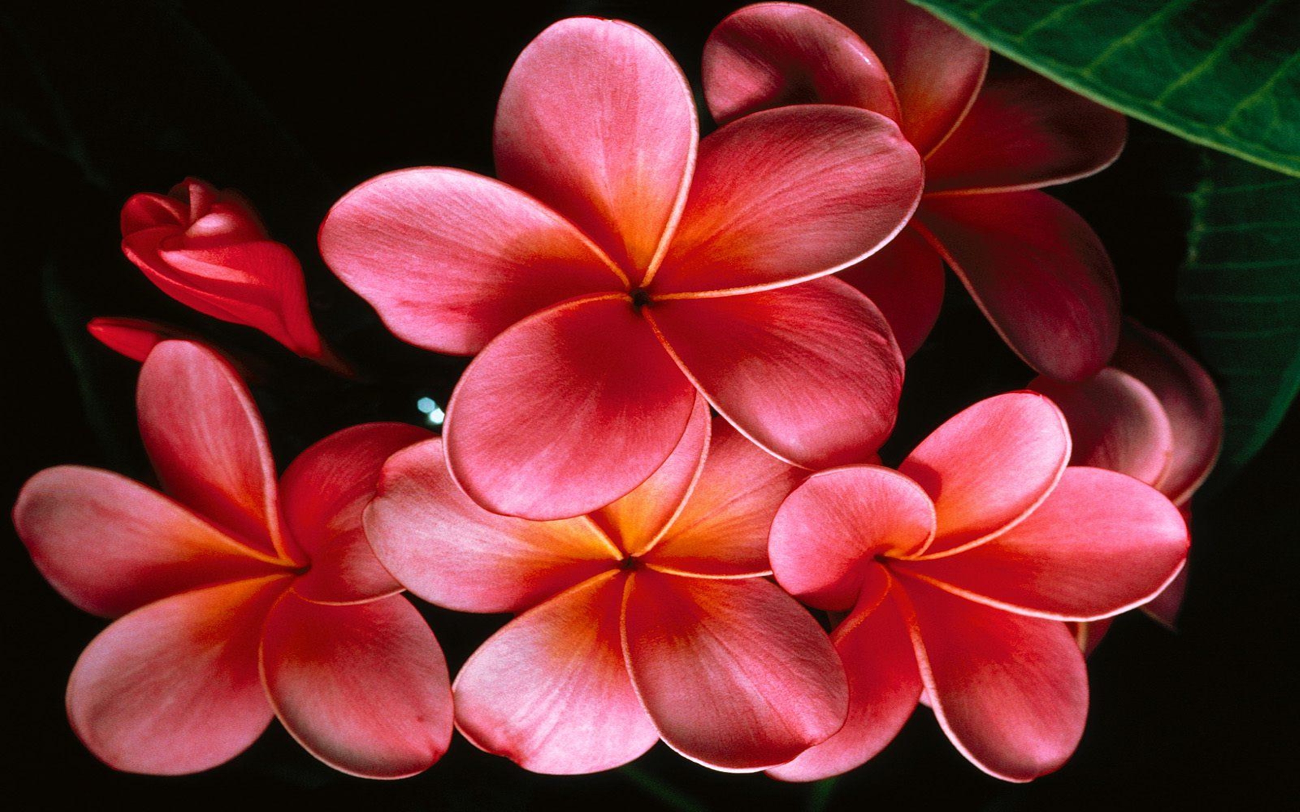 Laden Sie das Blumen, Blume, Nahansicht, Plumeria, Frangipani, Erde/natur, Pinke Blume-Bild kostenlos auf Ihren PC-Desktop herunter