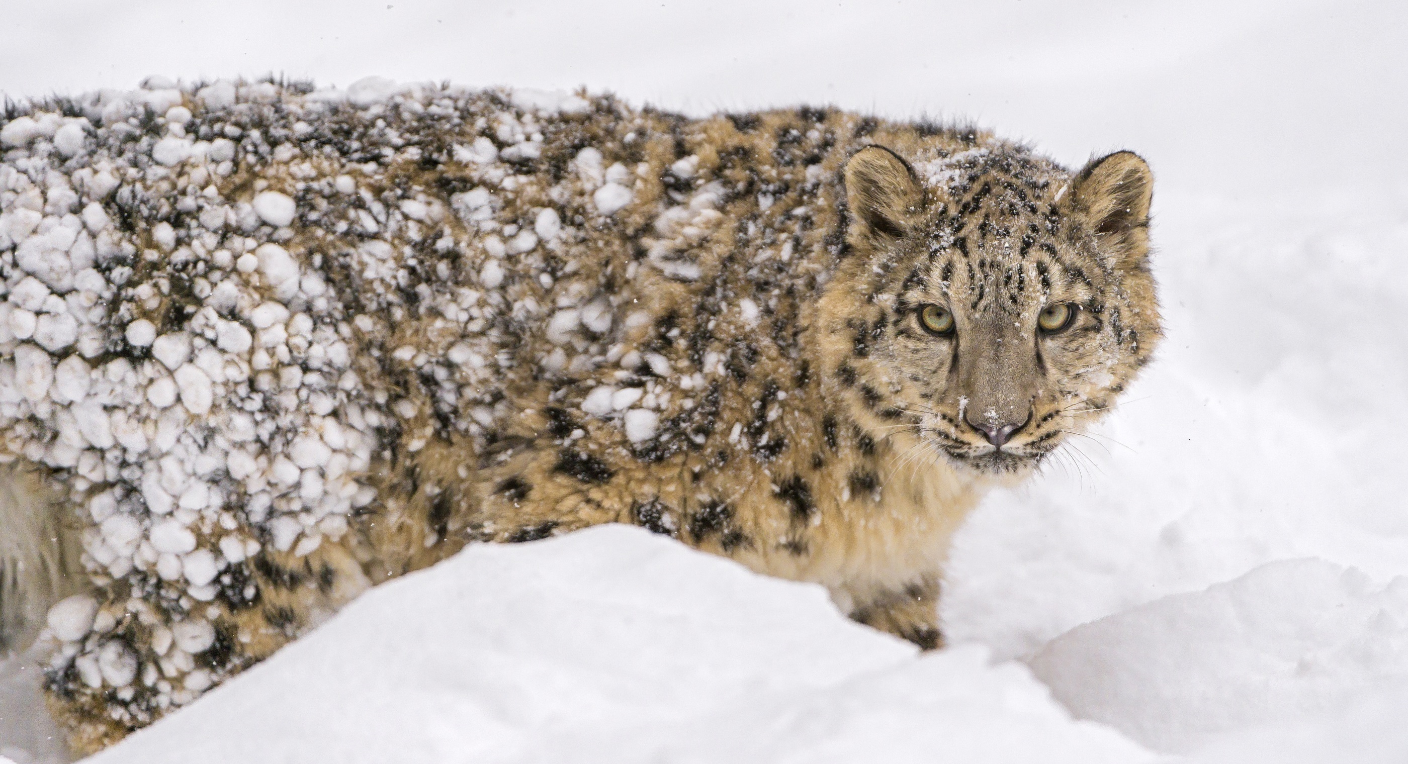 Free download wallpaper Cats, Snow Leopard, Animal on your PC desktop