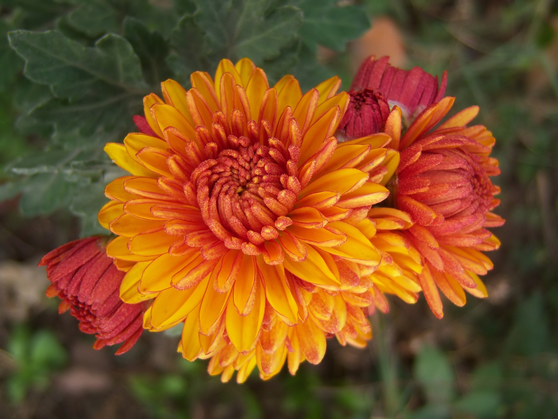 Descarga gratis la imagen Flores, Crisantemo, Tierra/naturaleza en el escritorio de tu PC