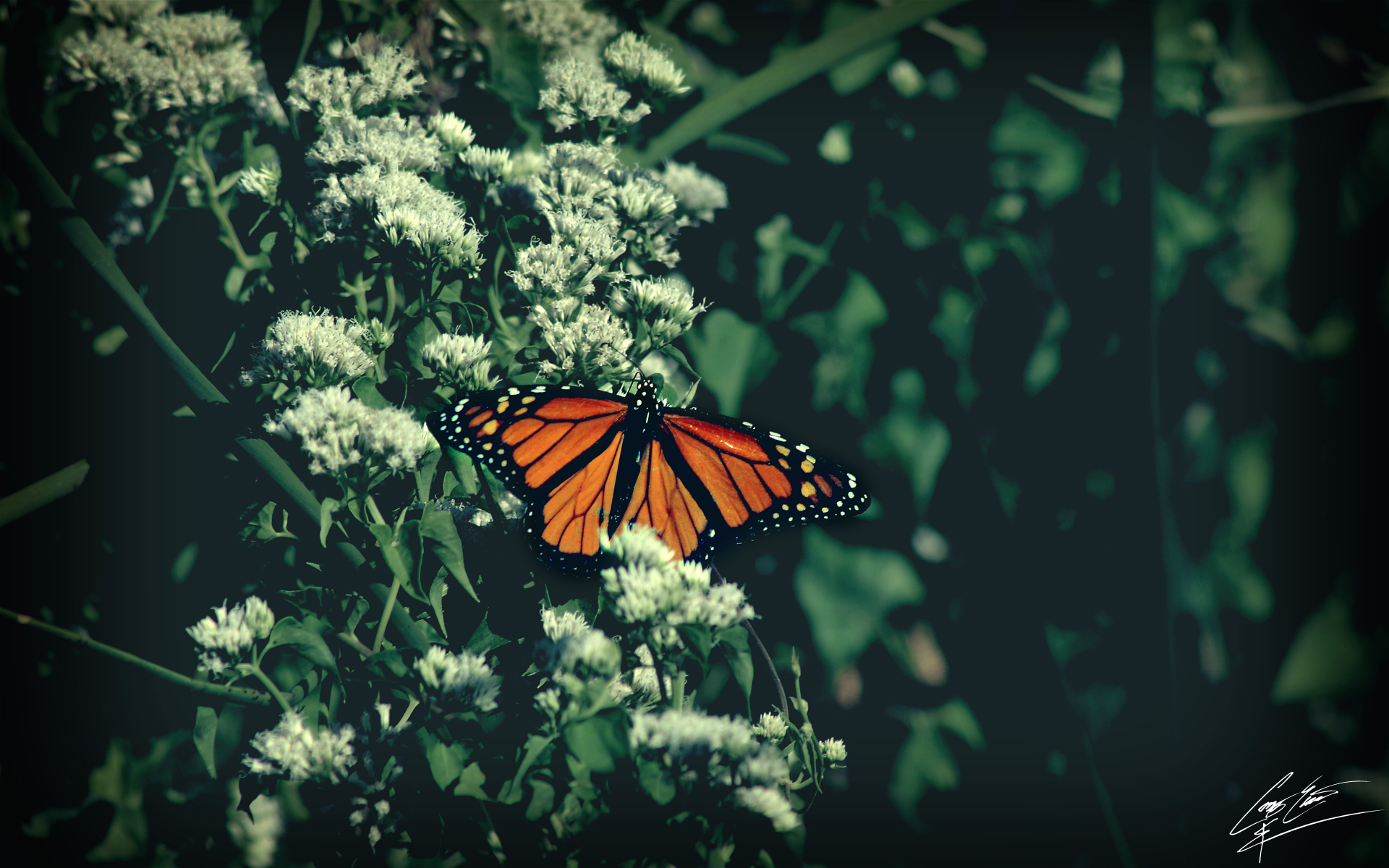 Free download wallpaper Butterfly, Animal on your PC desktop