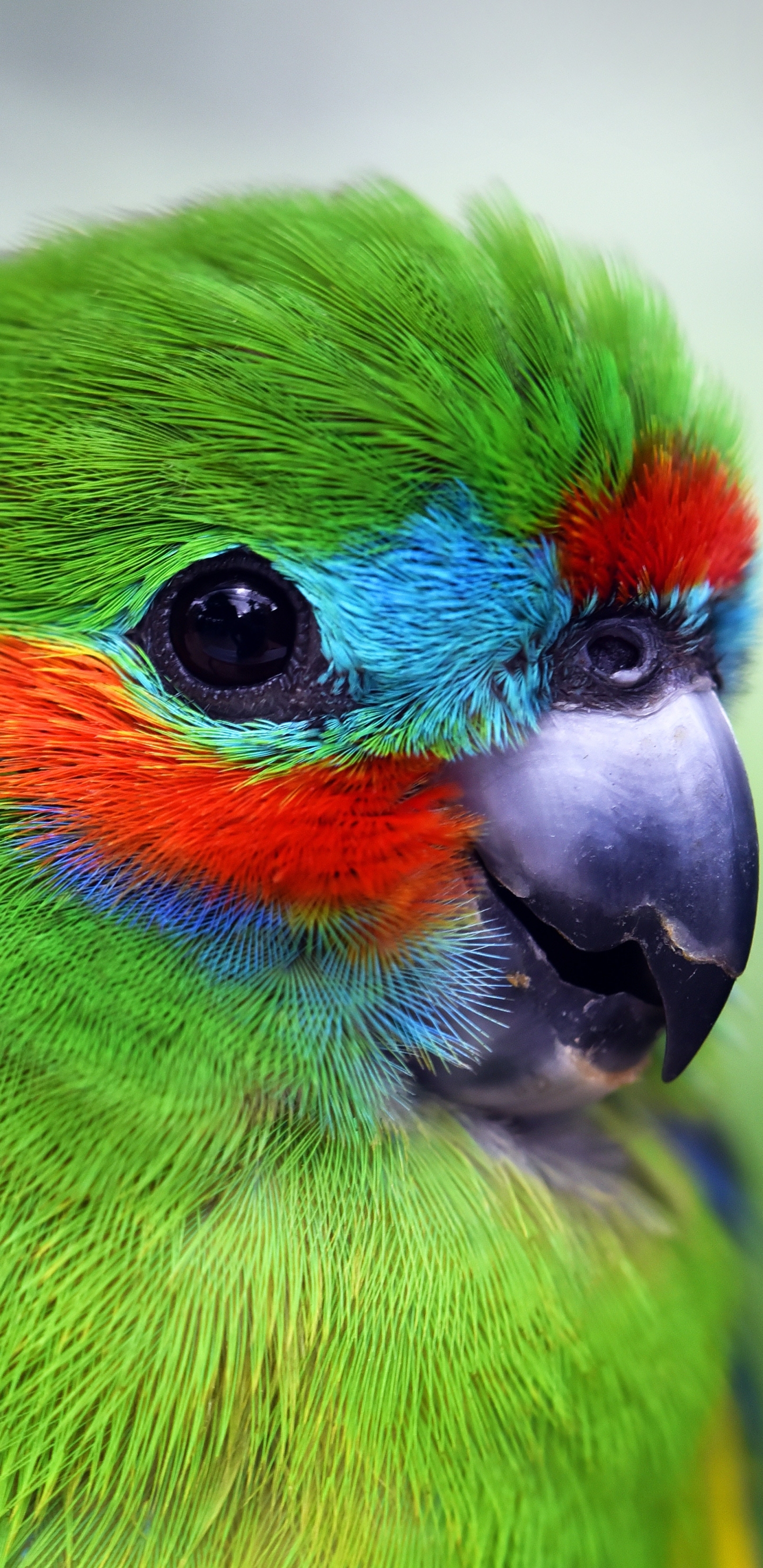 Download mobile wallpaper Birds, Bird, Close Up, Animal, Parrot for free.