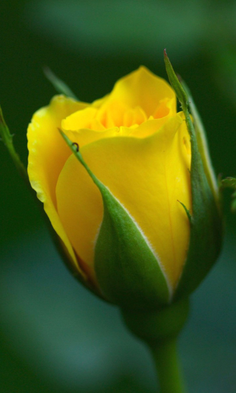 Скачать картинку Цветок, Роза, Бутон, Желтый Цветок, Земля/природа, Флауэрсы в телефон бесплатно.