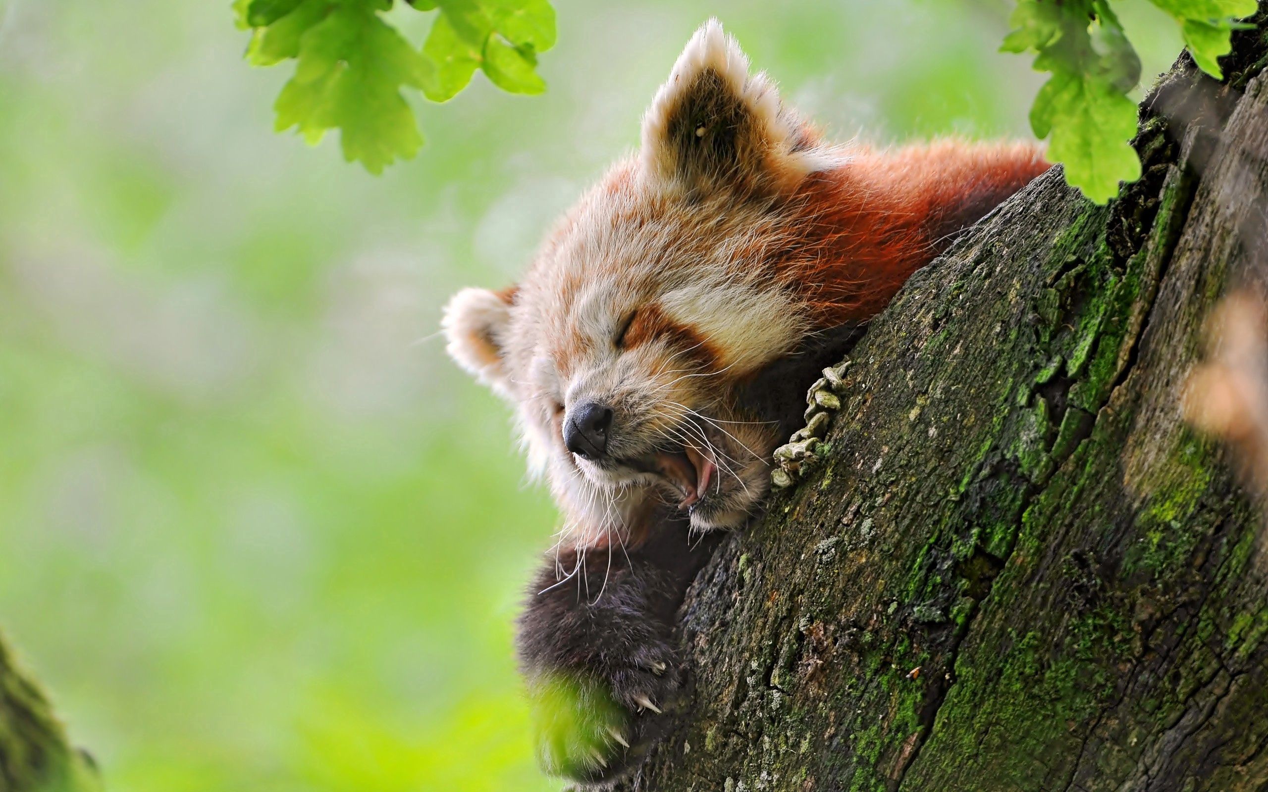 red panda, animals, wood, tree, hide, to yawn, yawn HD wallpaper
